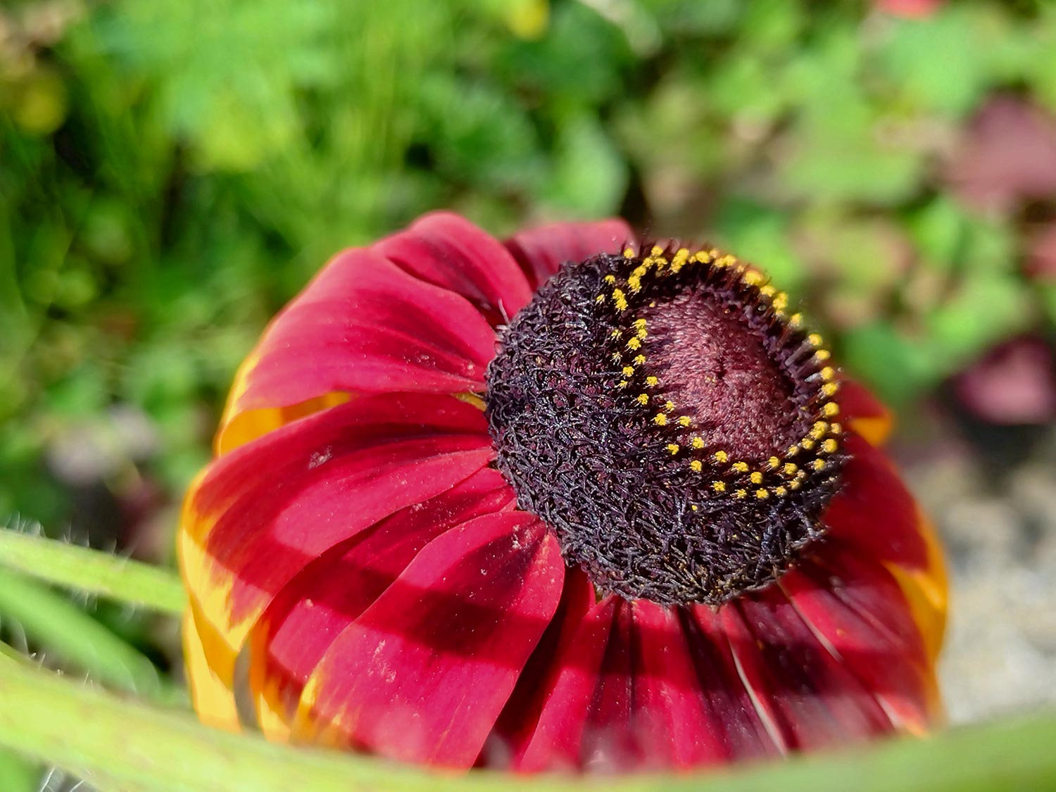 Xperia 10 V 広角 × 2 もじゃもじゃ花を撮影