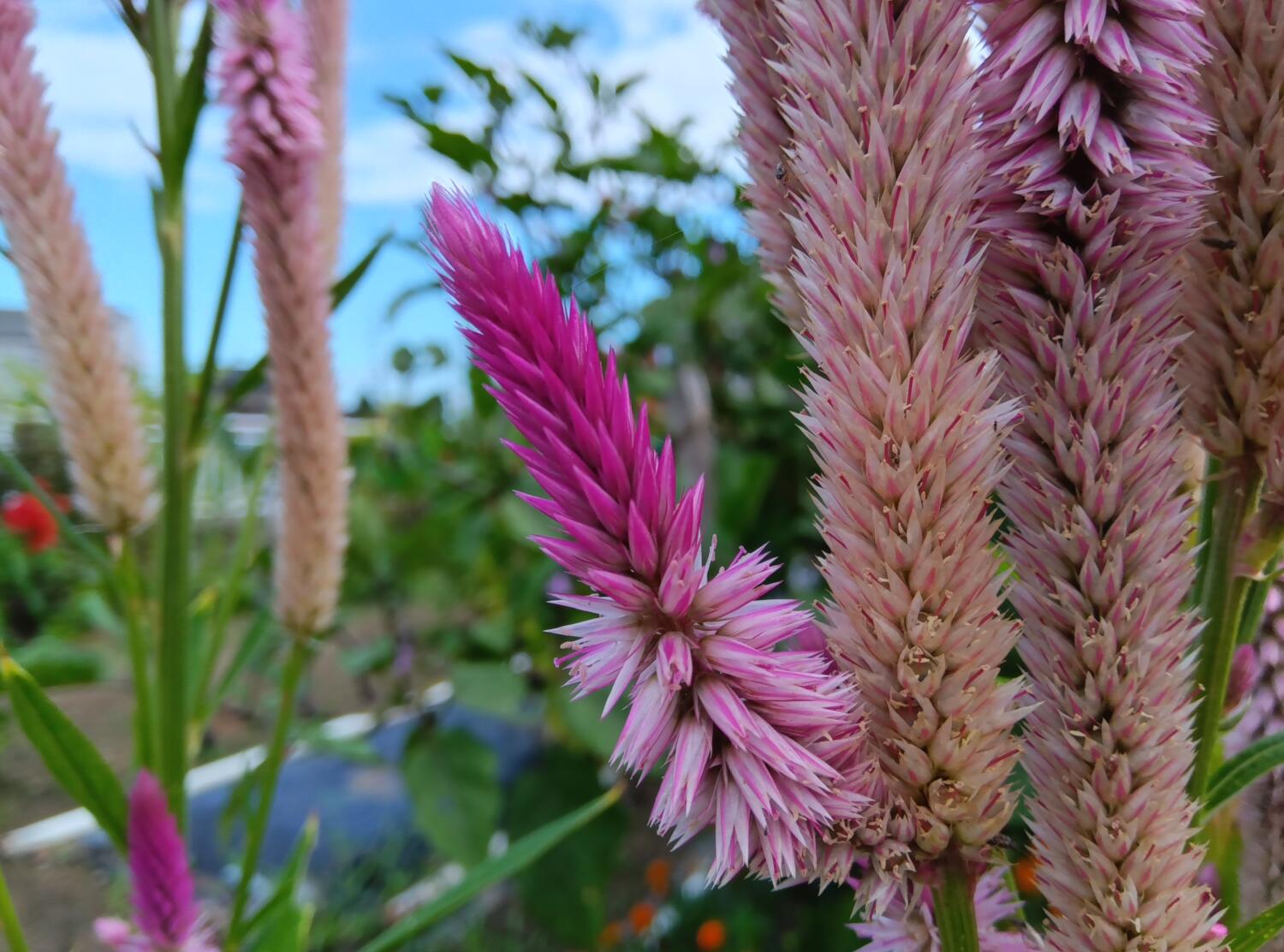 AQUOS wish3 広角カメラでギザギザの花を撮影