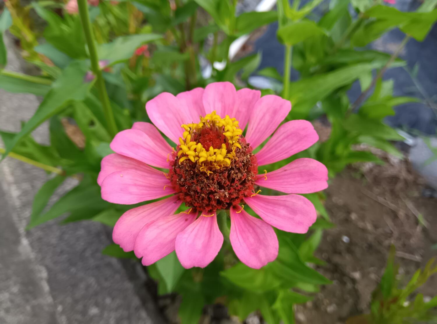 AQUOS wish3 広角カメラでピンクの花を撮影