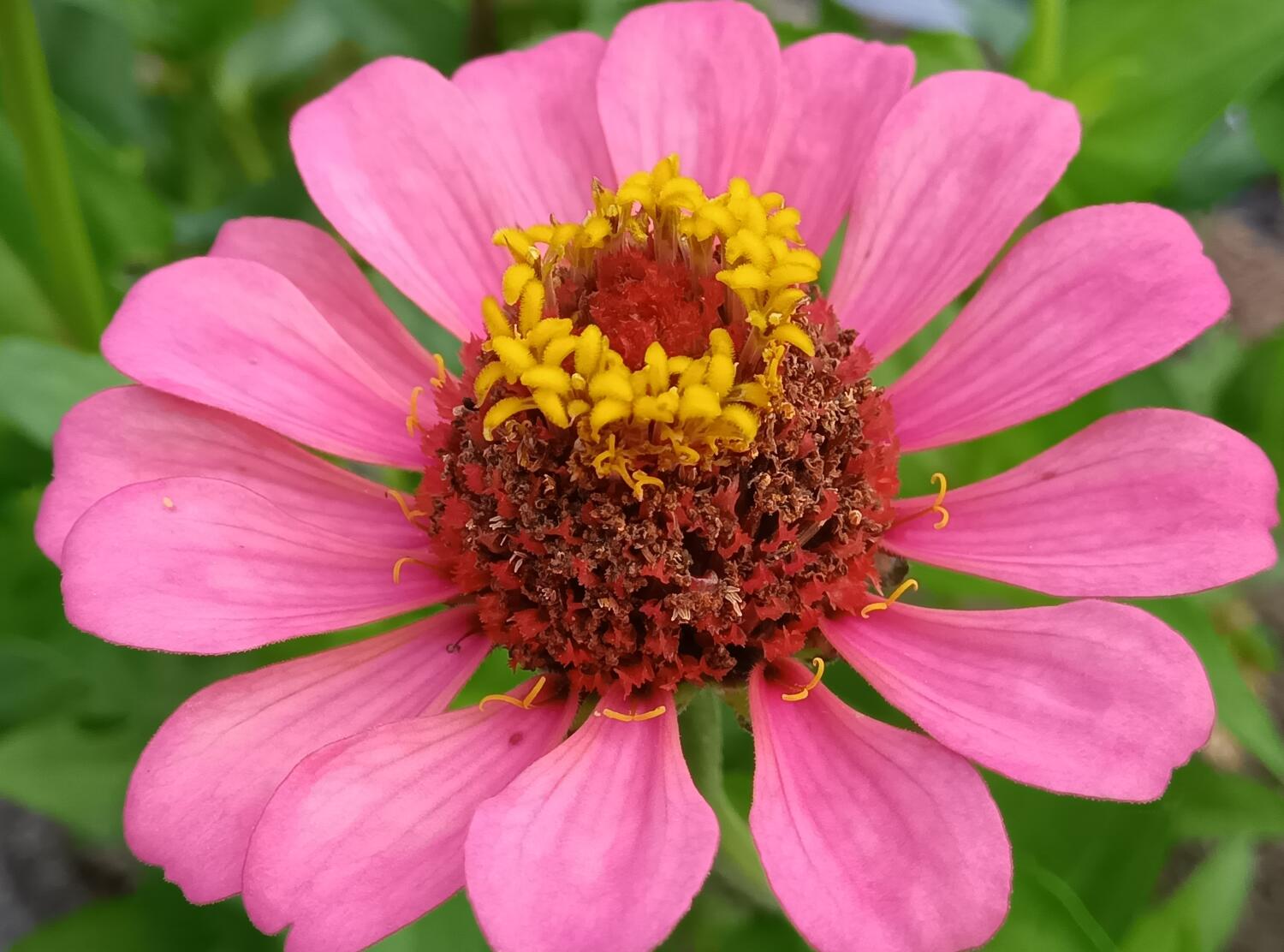 AQUOS wish3 広角2倍でピンクの花を撮影