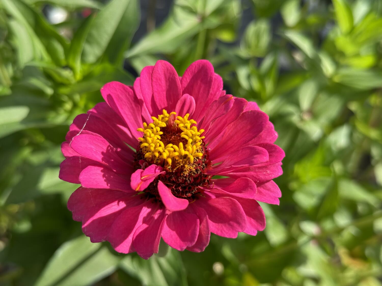 iPhone 15 Pro 広角クロップズーム2倍で赤の花を撮影