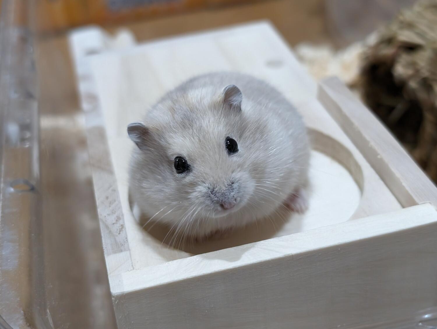 Pixel 8 Pro 広角カメラでハムさんを撮影