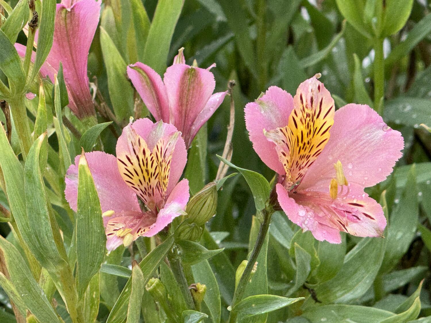 iPhone 15 Pro Max 望遠カメラで花を撮影