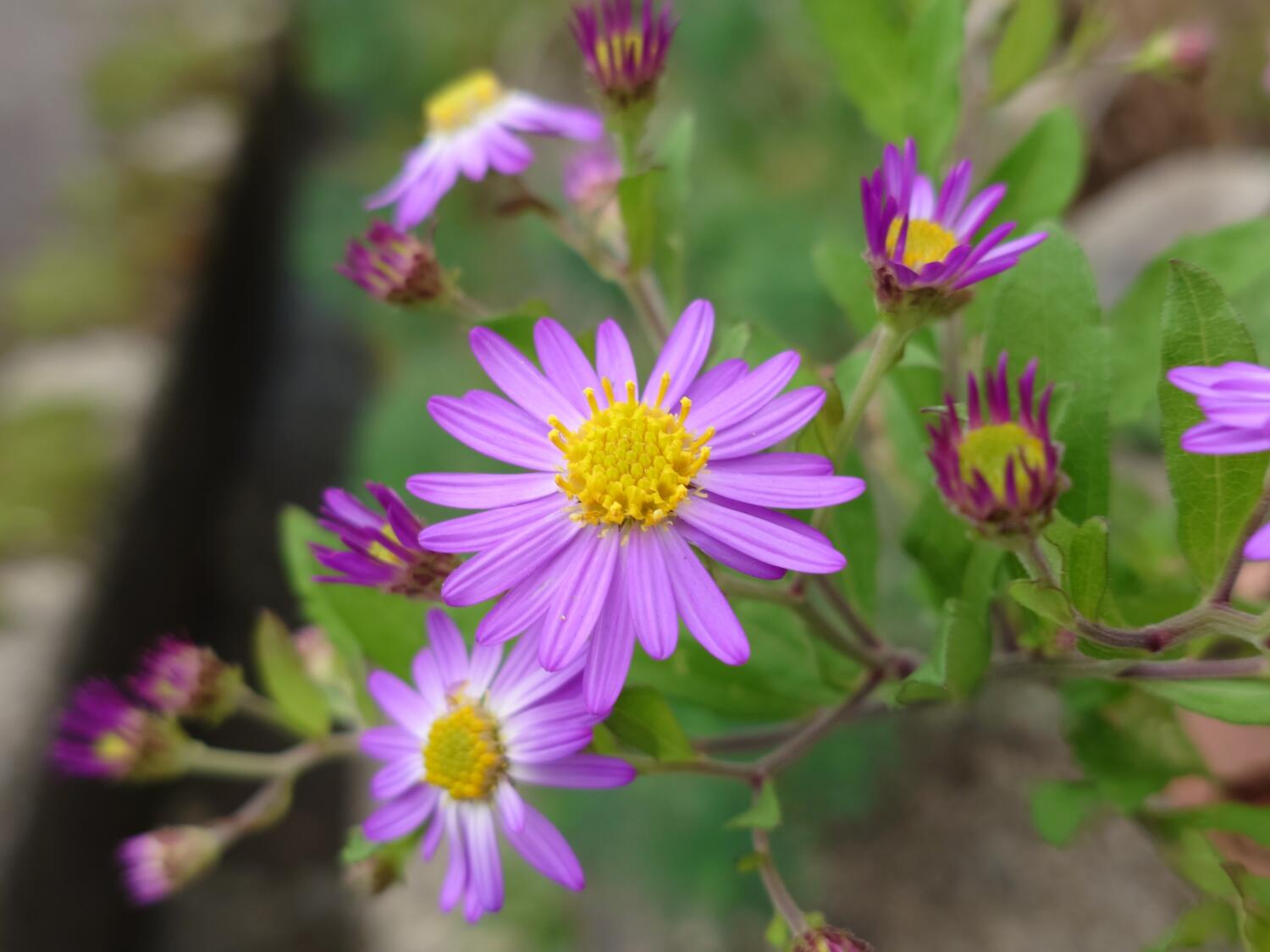 Xperia 5 V 広角カメラでピンクと黄色の花を撮影
