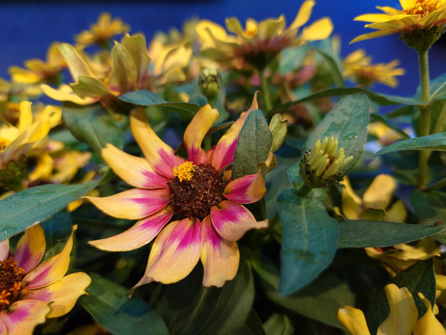 Xperia 5 V 夜間の黄色の花を撮影