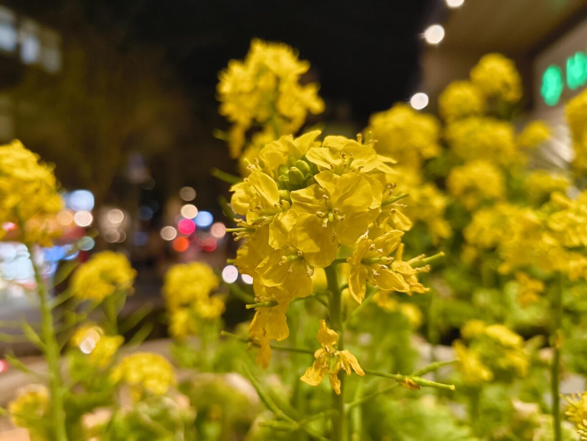 Nothing Phone (2a) 広角カメラで夜の花を撮影