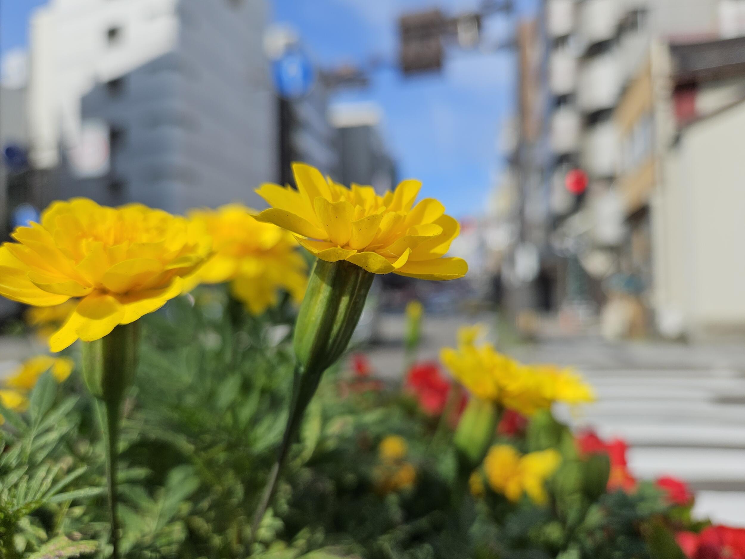 Galaxy Z Fold5(広角×1)黄色の花