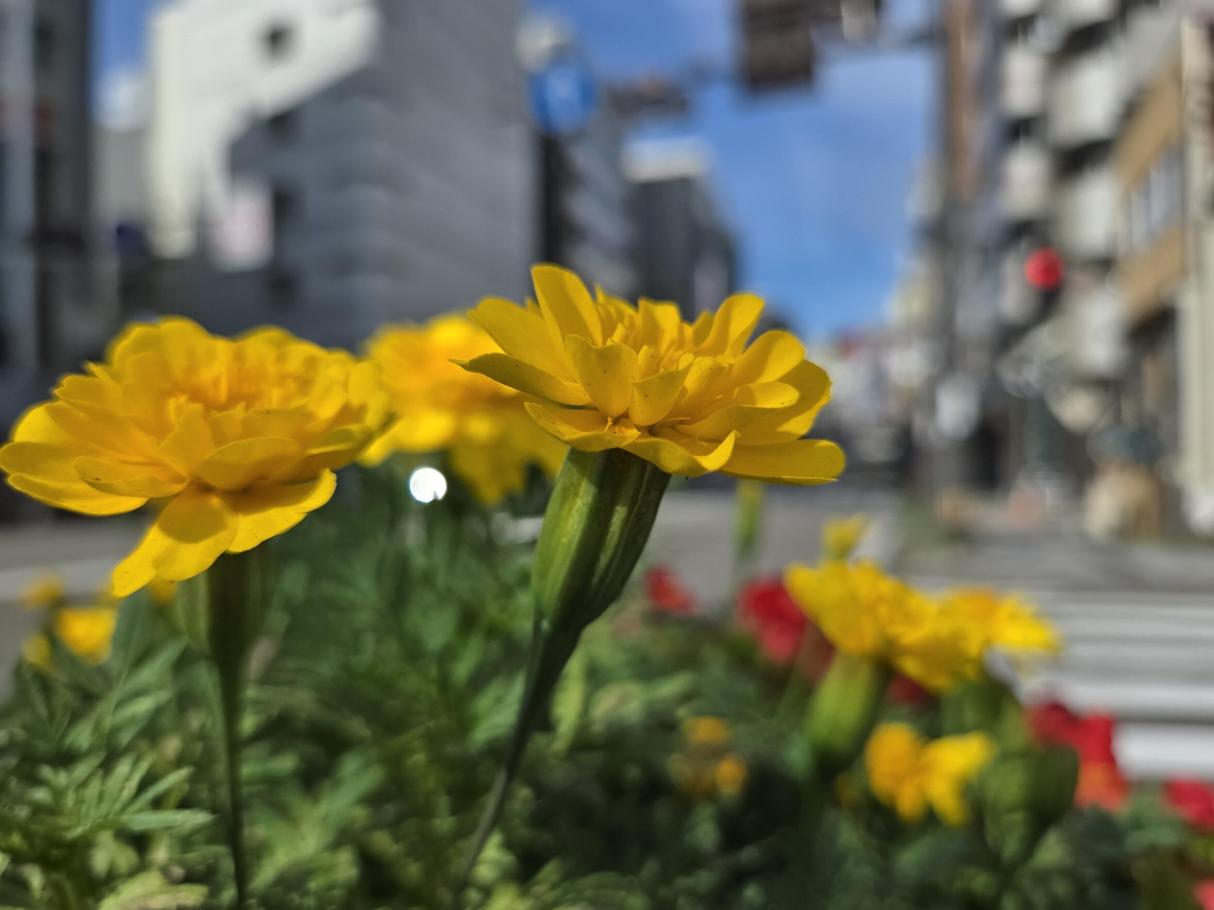 Galaxy Z Fold6(広角×1)黄色の花