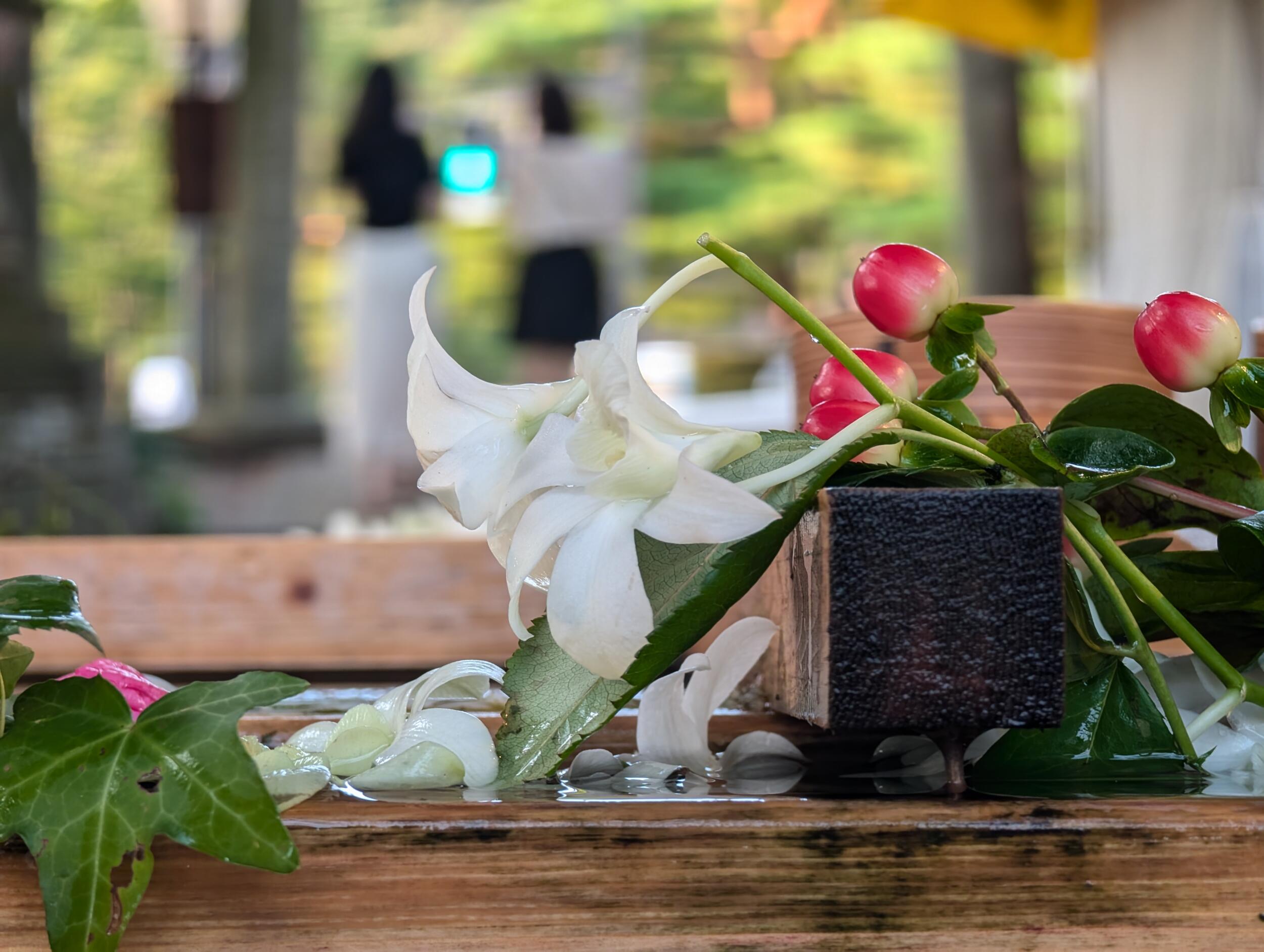 Pixel 8 Pro(望遠5倍):花と背景のボケ