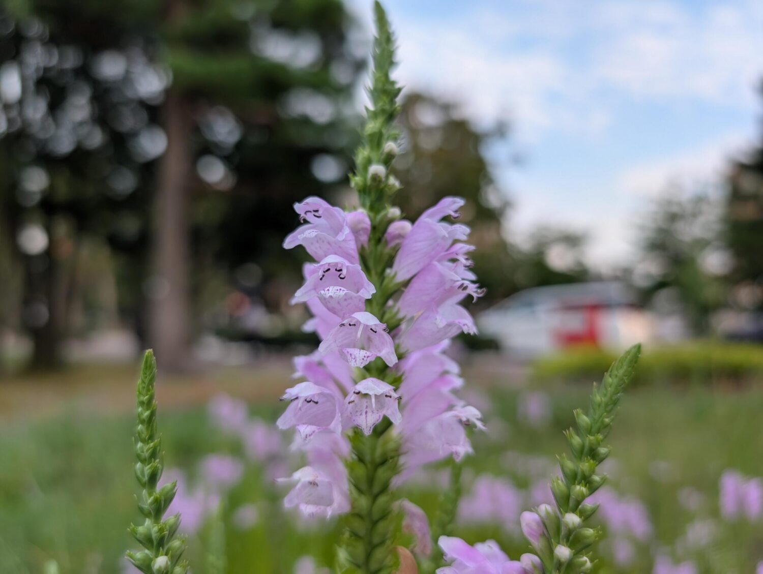 Pixel 9 Pro XL(広角×1)紫の花