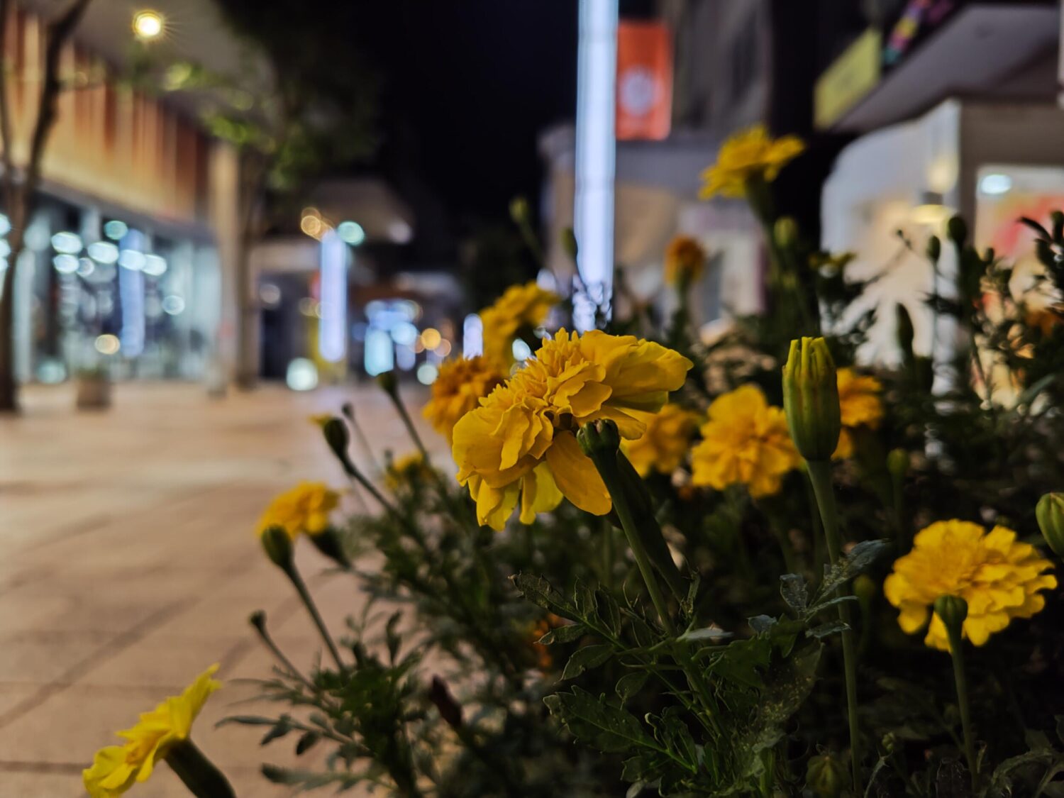 AQUOS R9(広角×2):夜の黄色花