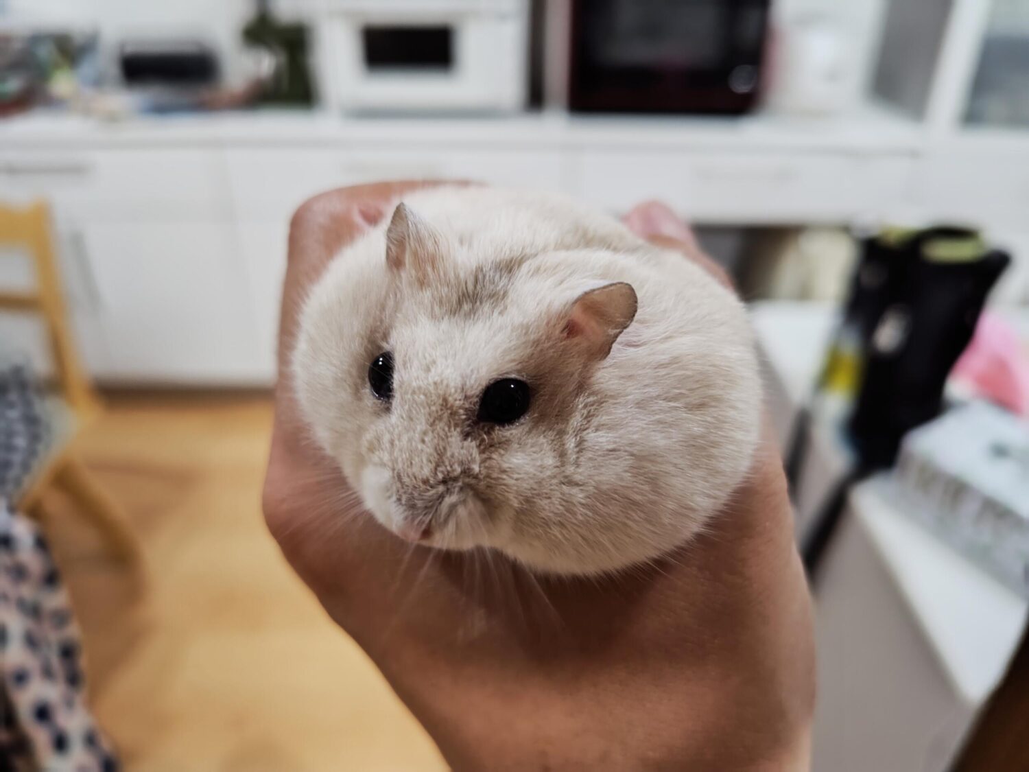 AQUOS R9(広角×1):ハムさん