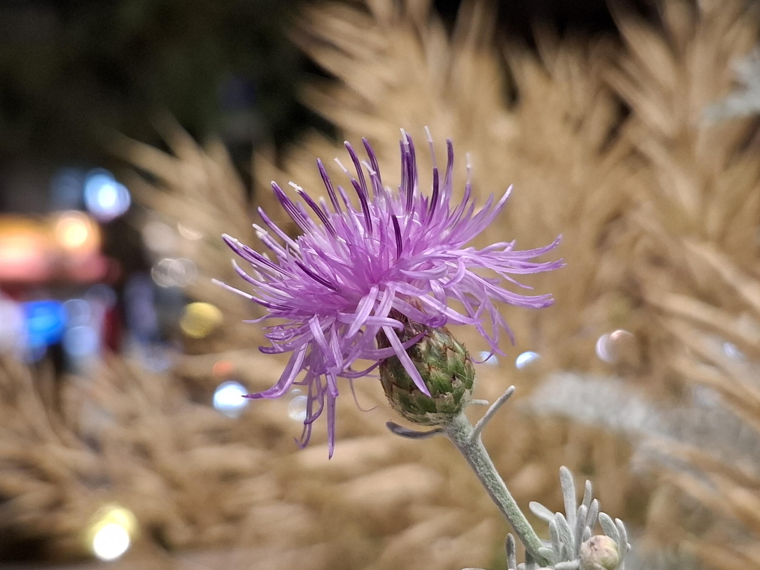Galaxy A55 5G(広角×2)ピンクの花