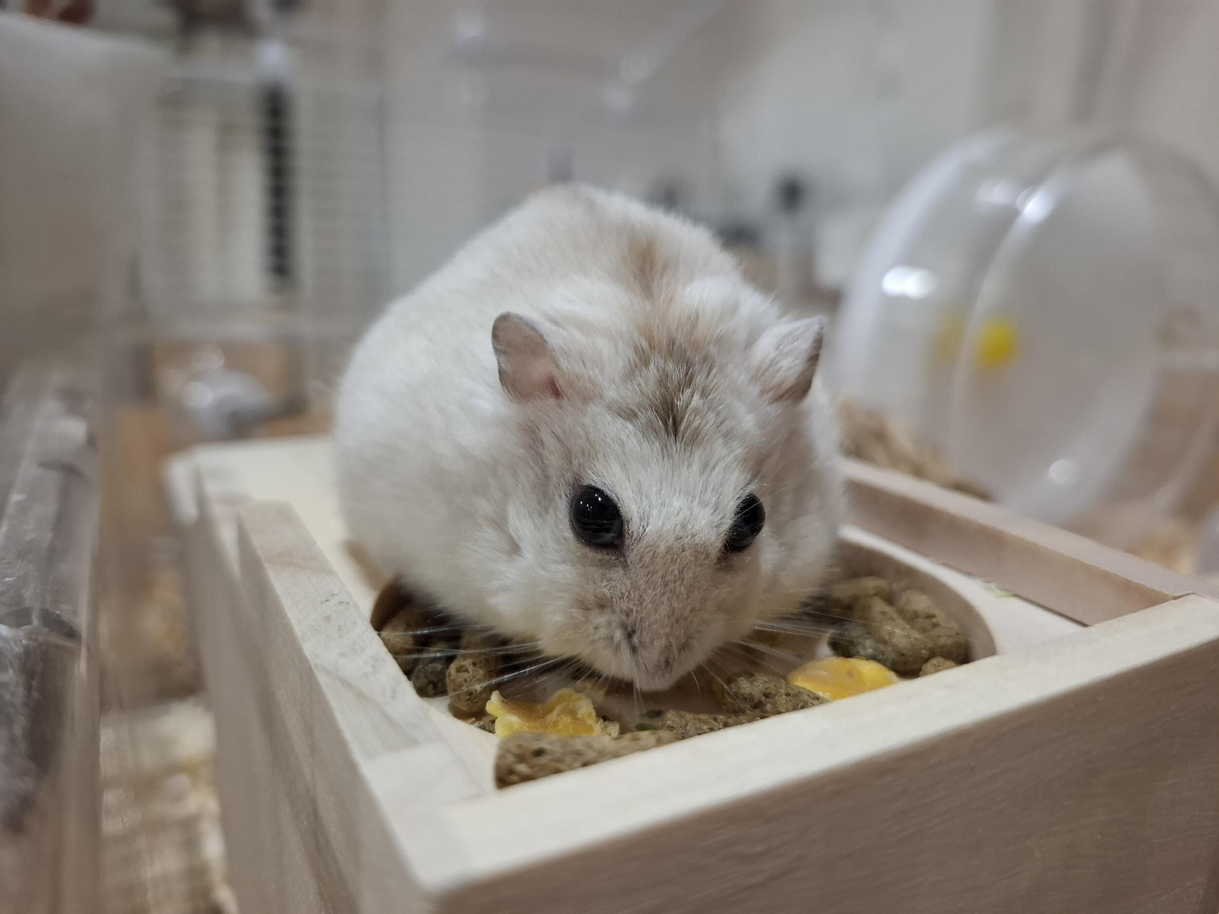 Galaxy A55 5G(広角×1)ハムさん