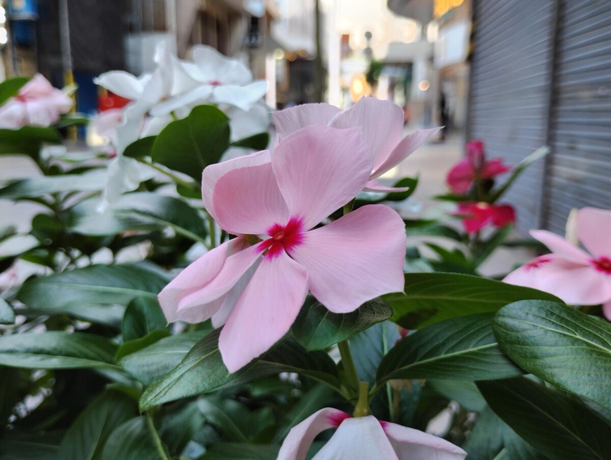 arrows We2 Plus(広角×1)ピンクの花