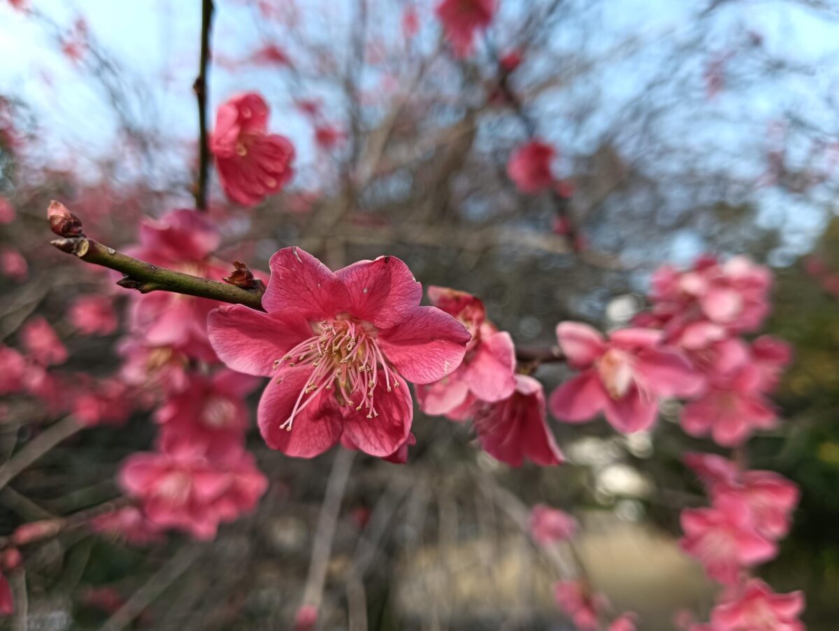 OPPO A79 5G 広角カメラ × 1:梅