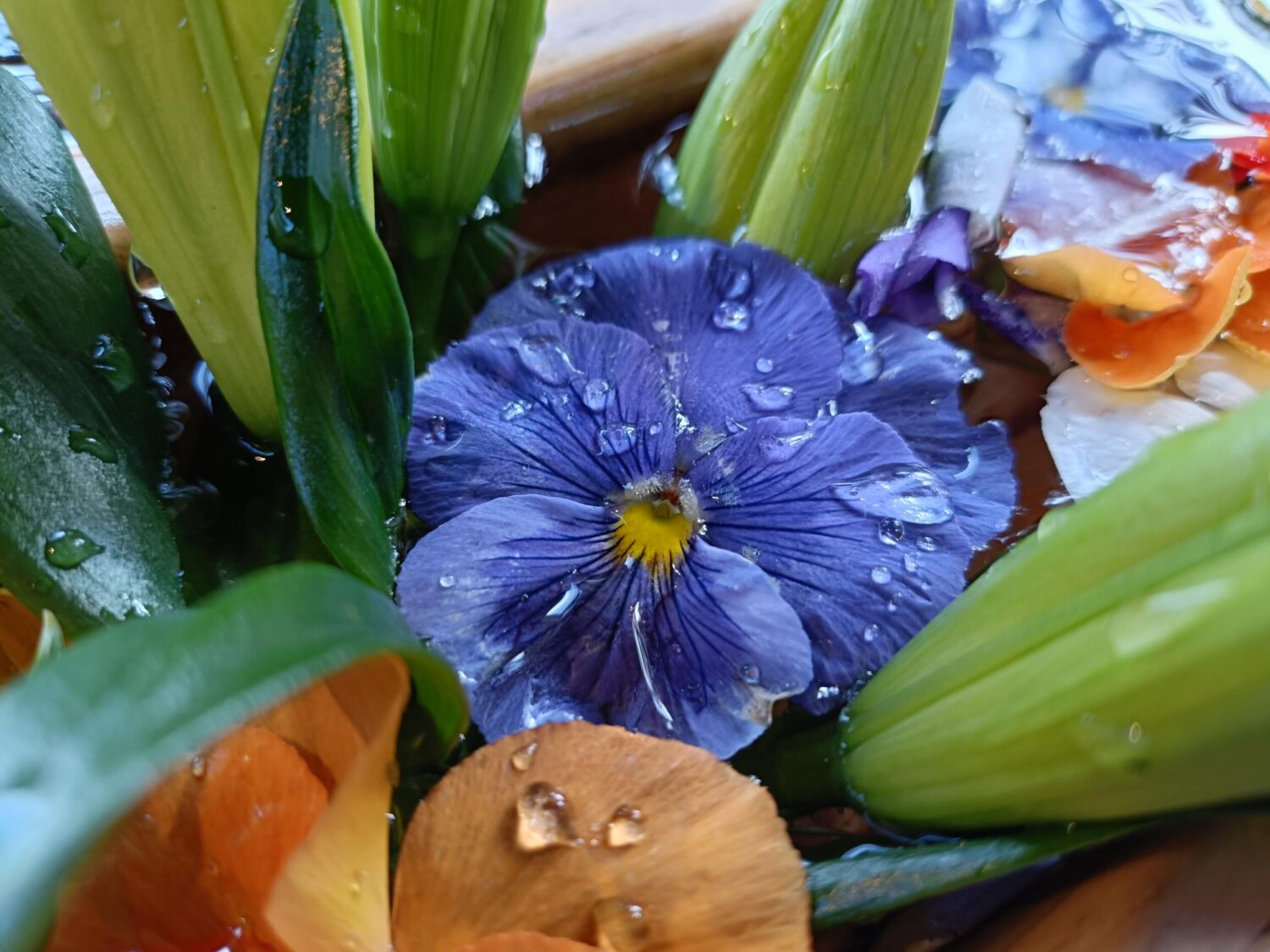 Reno11 A 広角カメラ×1:水滴の付いた花
