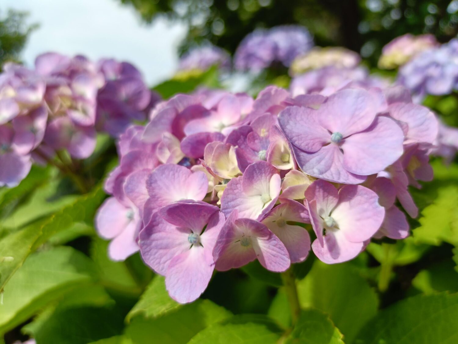 Reno11 A 広角カメラ×1:紫の紫陽花