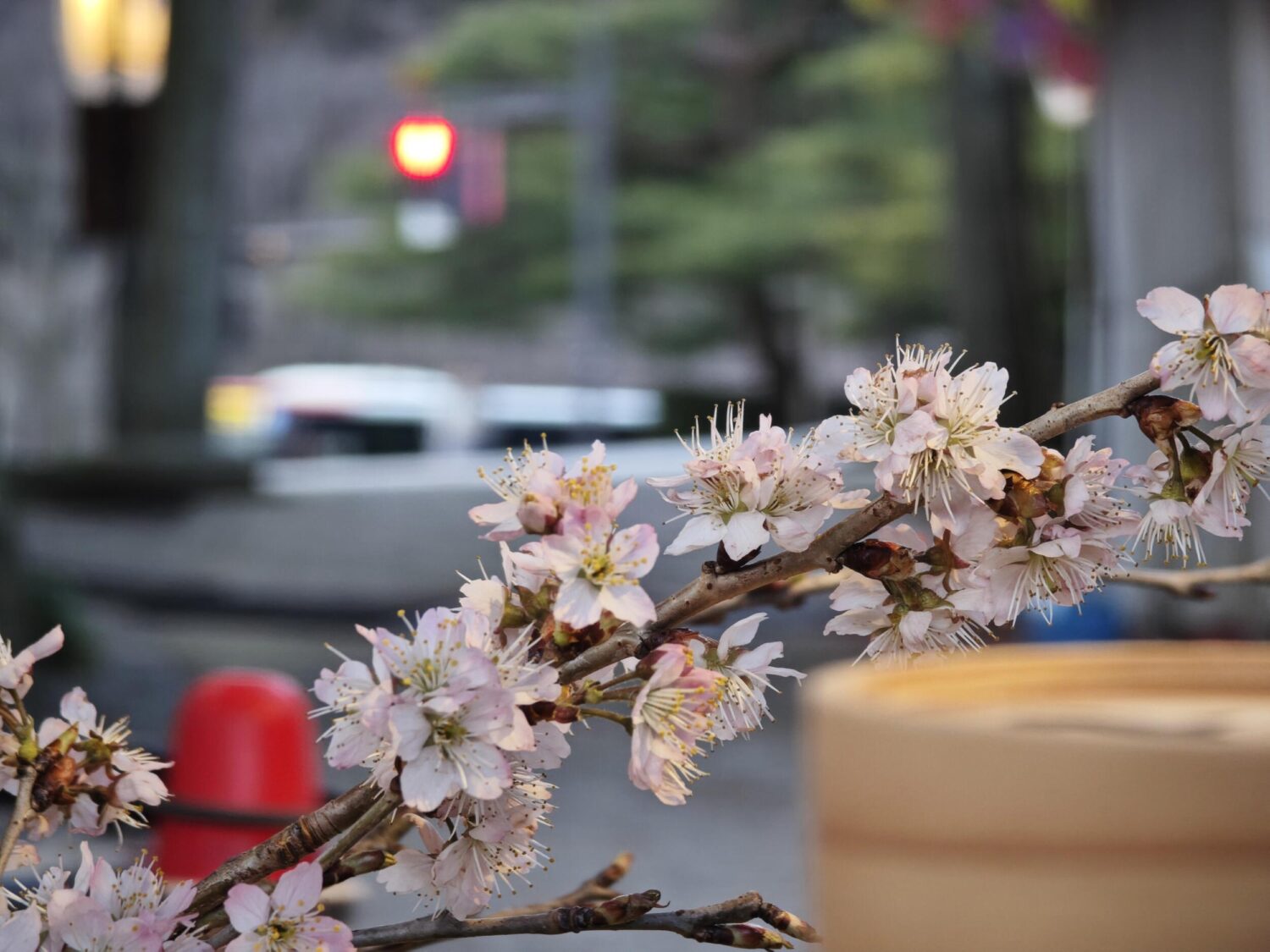 Xiaomi 14 Ultra 望遠5倍:桜と光玉ボケ
