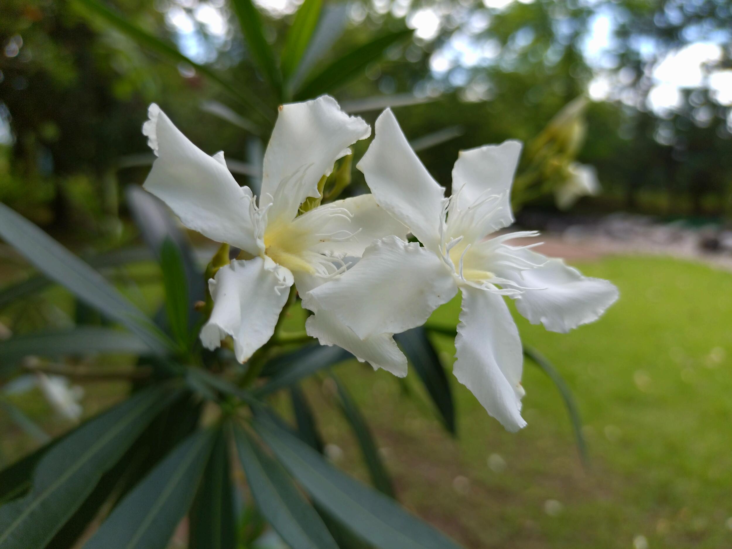 Xperia 10 V 広角カメラ 白色の花