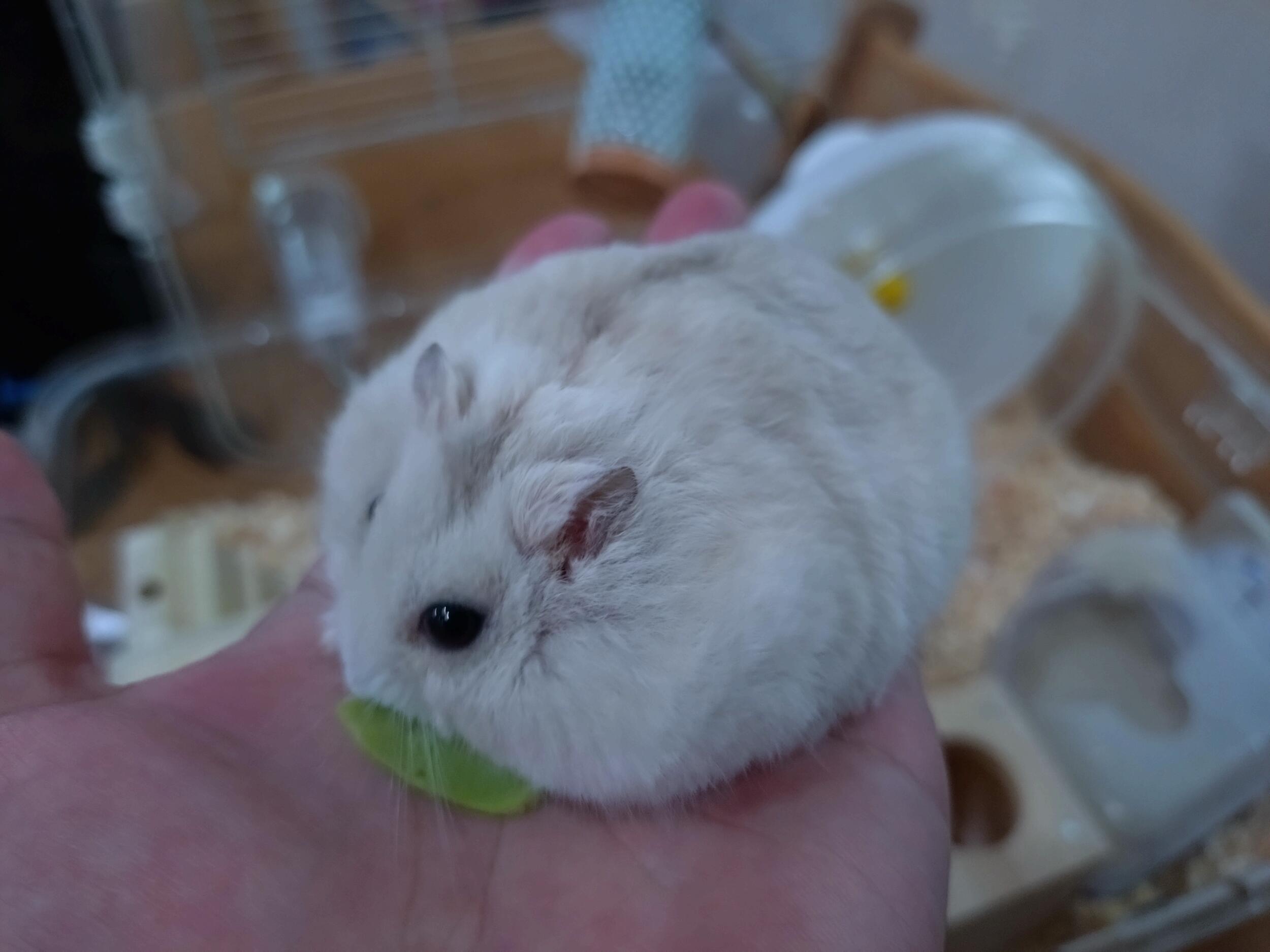 Xperia 10 V 広角カメラ ハムさんとキャベツ