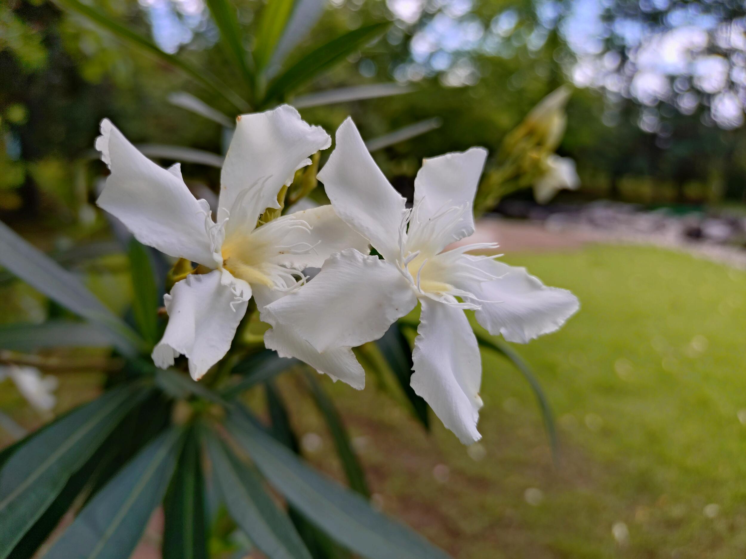 Xperia 10 VI 広角カメラ 白色の花