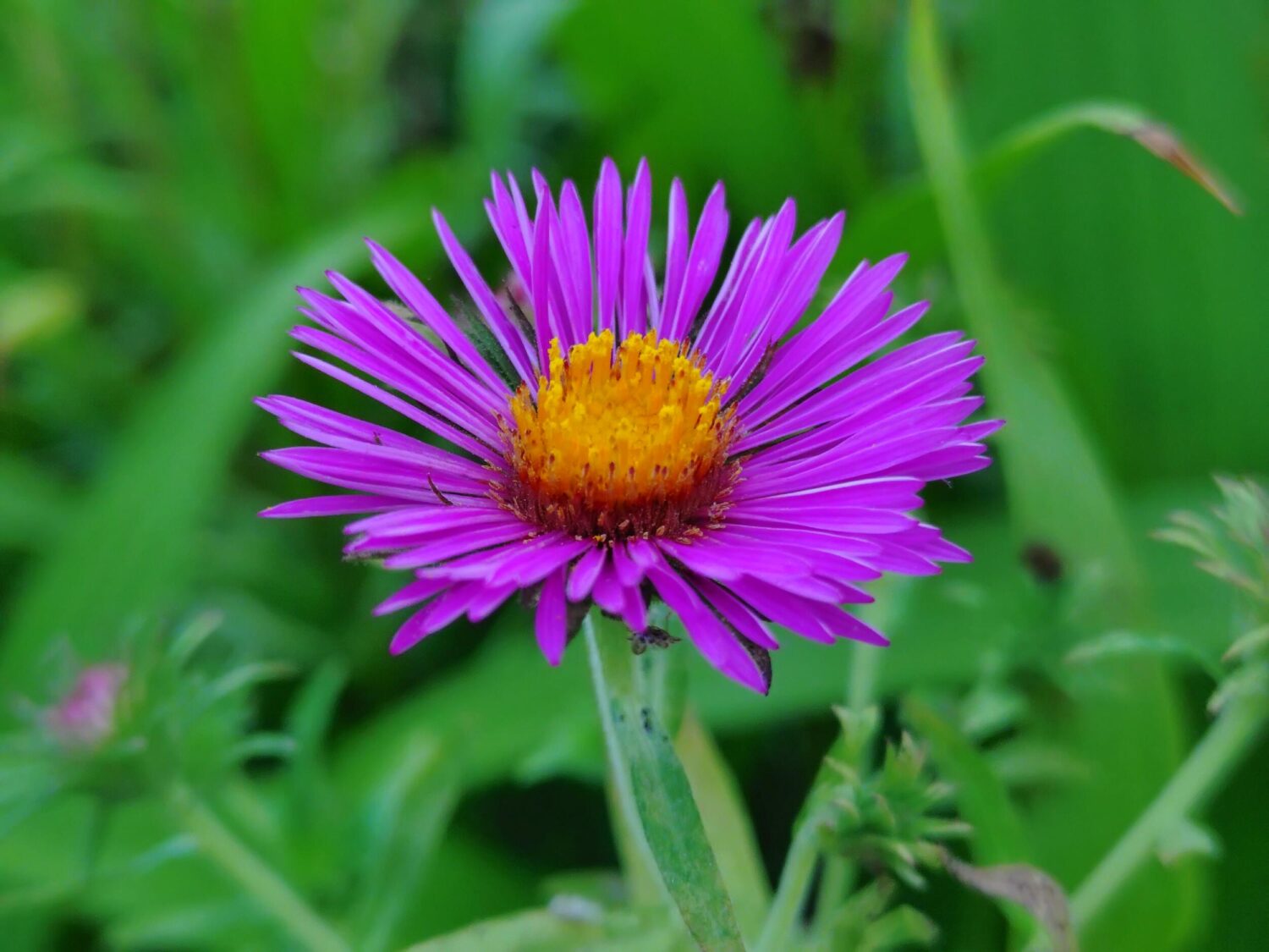Xperia 10 VI 広角カメラ × 2：ピンクの花