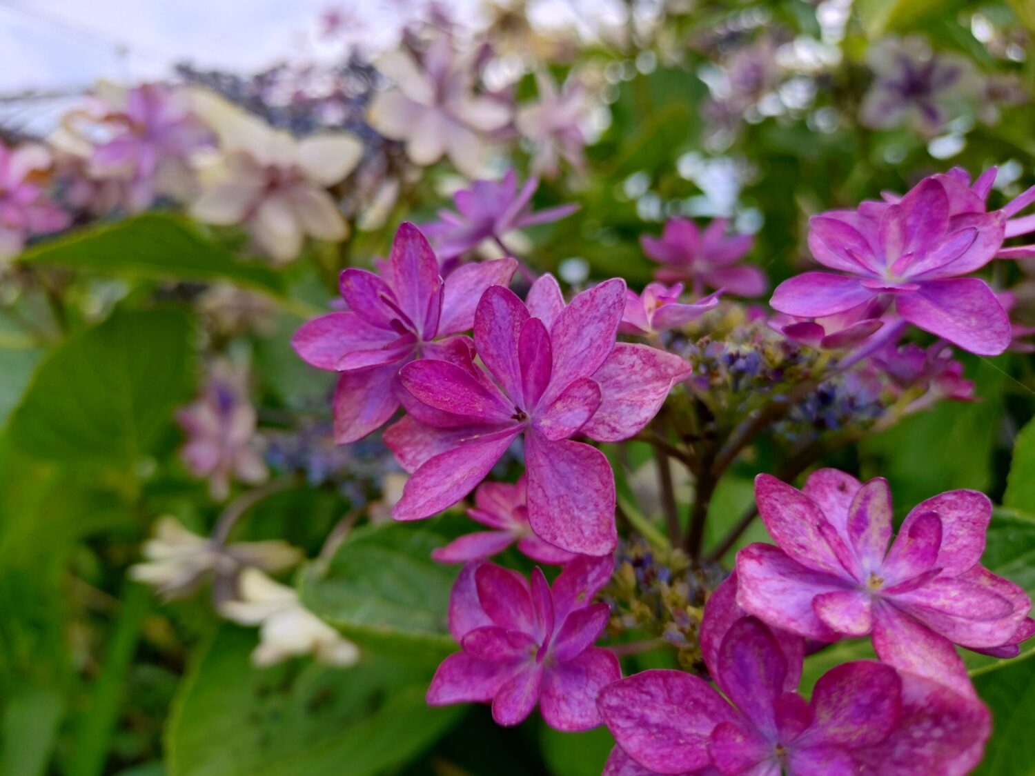 Xperia 10 VI 広角カメラ × 1：紫陽花