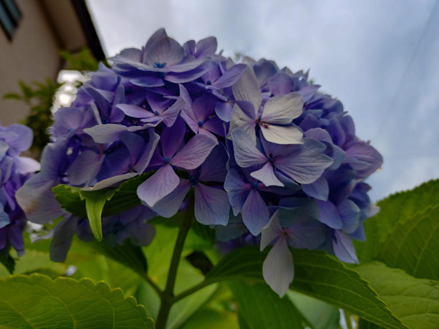 Xperia 10 VI 広角カメラ × 1：紫陽花