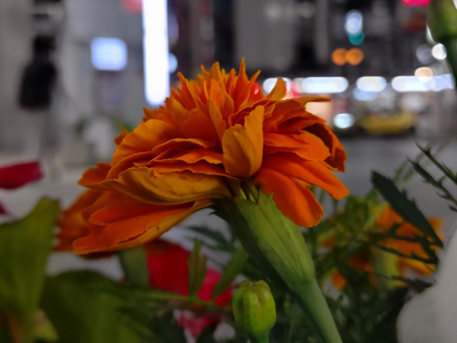 Xperia 10 VI 広角カメラ × 2：夜間の花