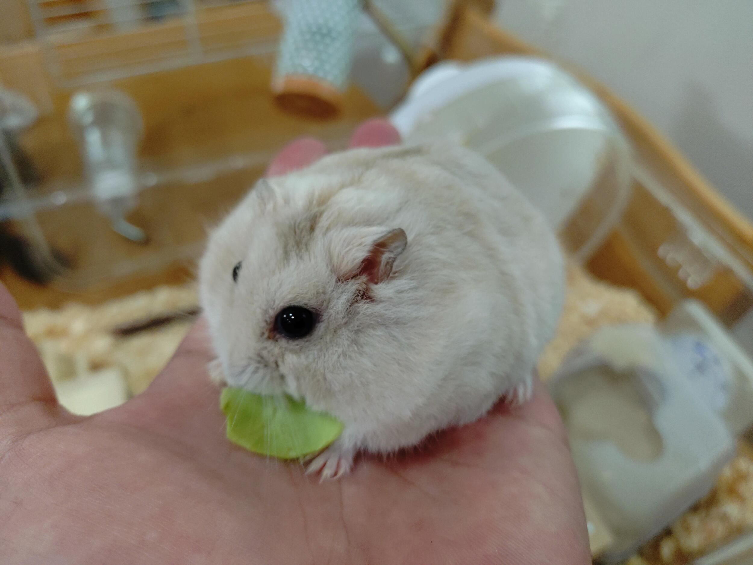 Xperia 10 VI 広角カメラ ハムさんとキャベツ
