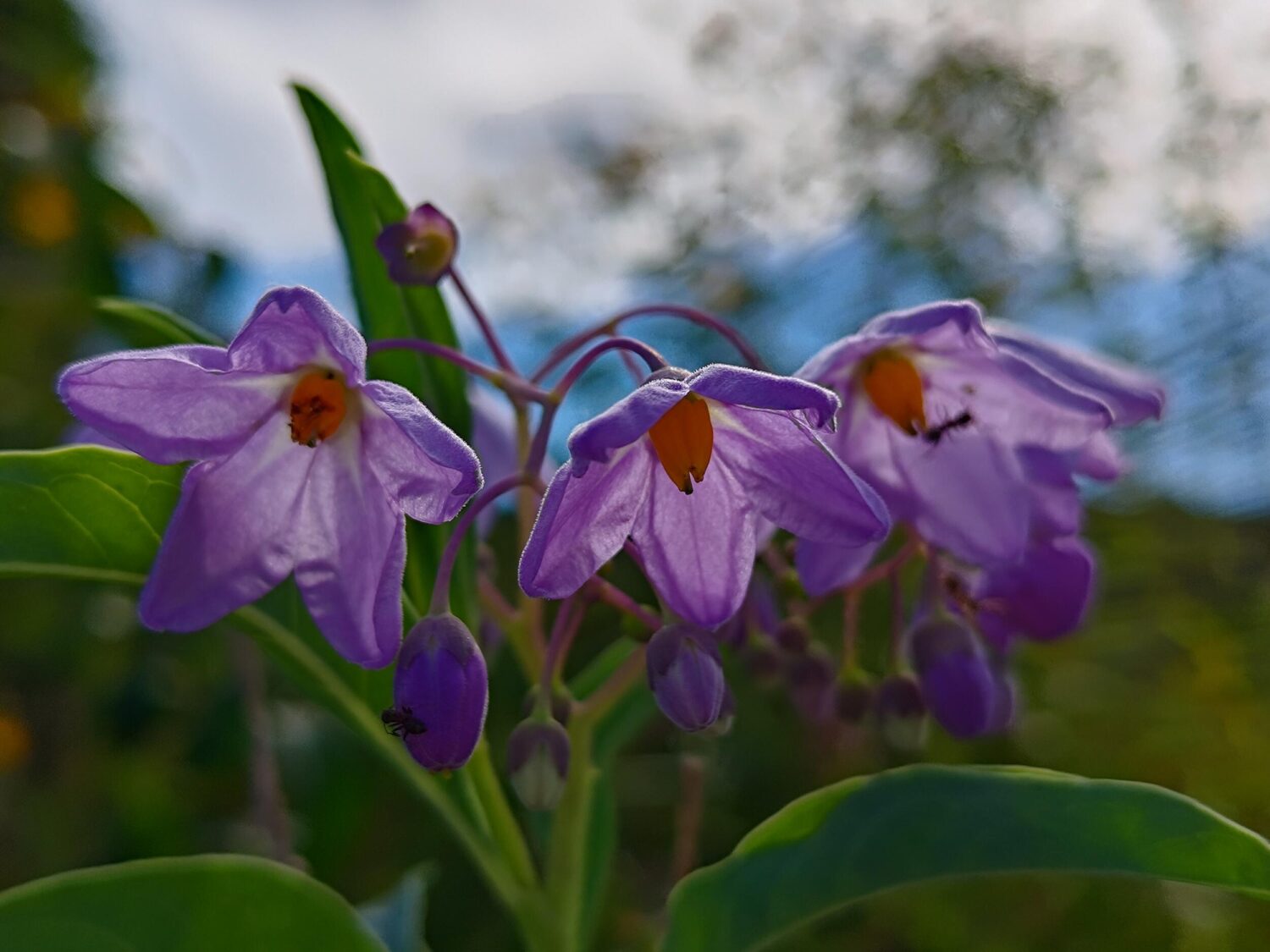Zenfone 10(広角×1)紫の花