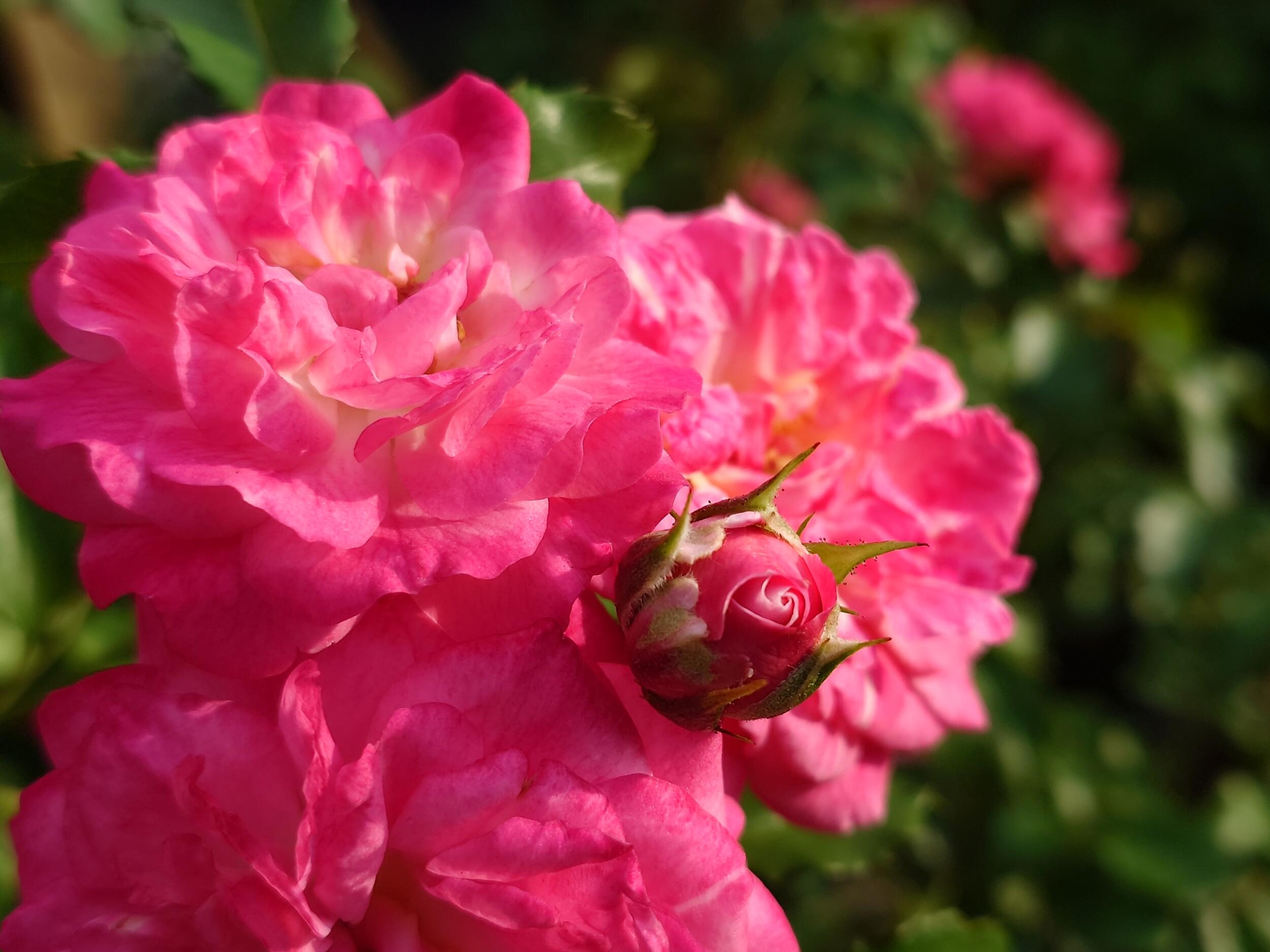 Xperia 1 V 広角2倍 薔薇の花