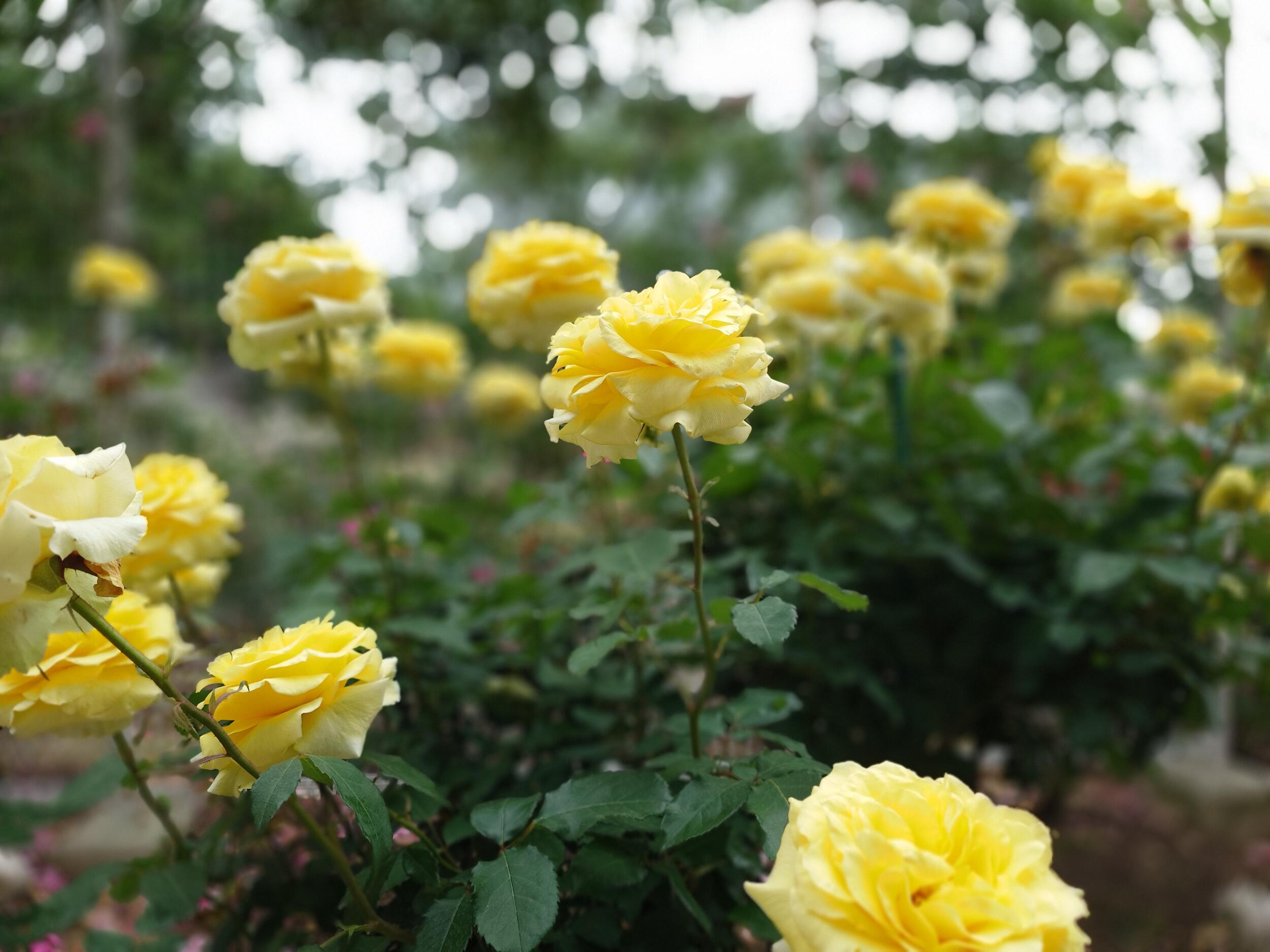Xperia 1 V ポートレート2倍 黄色い薔薇