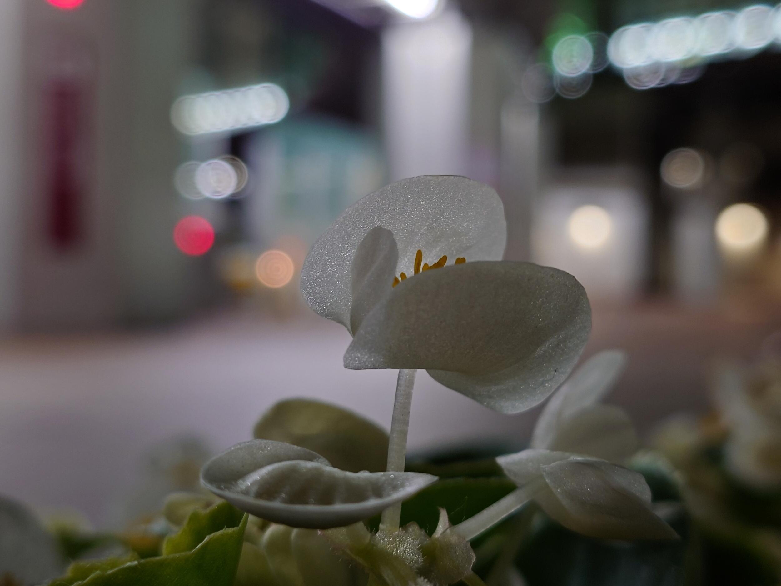 Xperia 1 V 広角2倍 夜の花と光玉ボケ