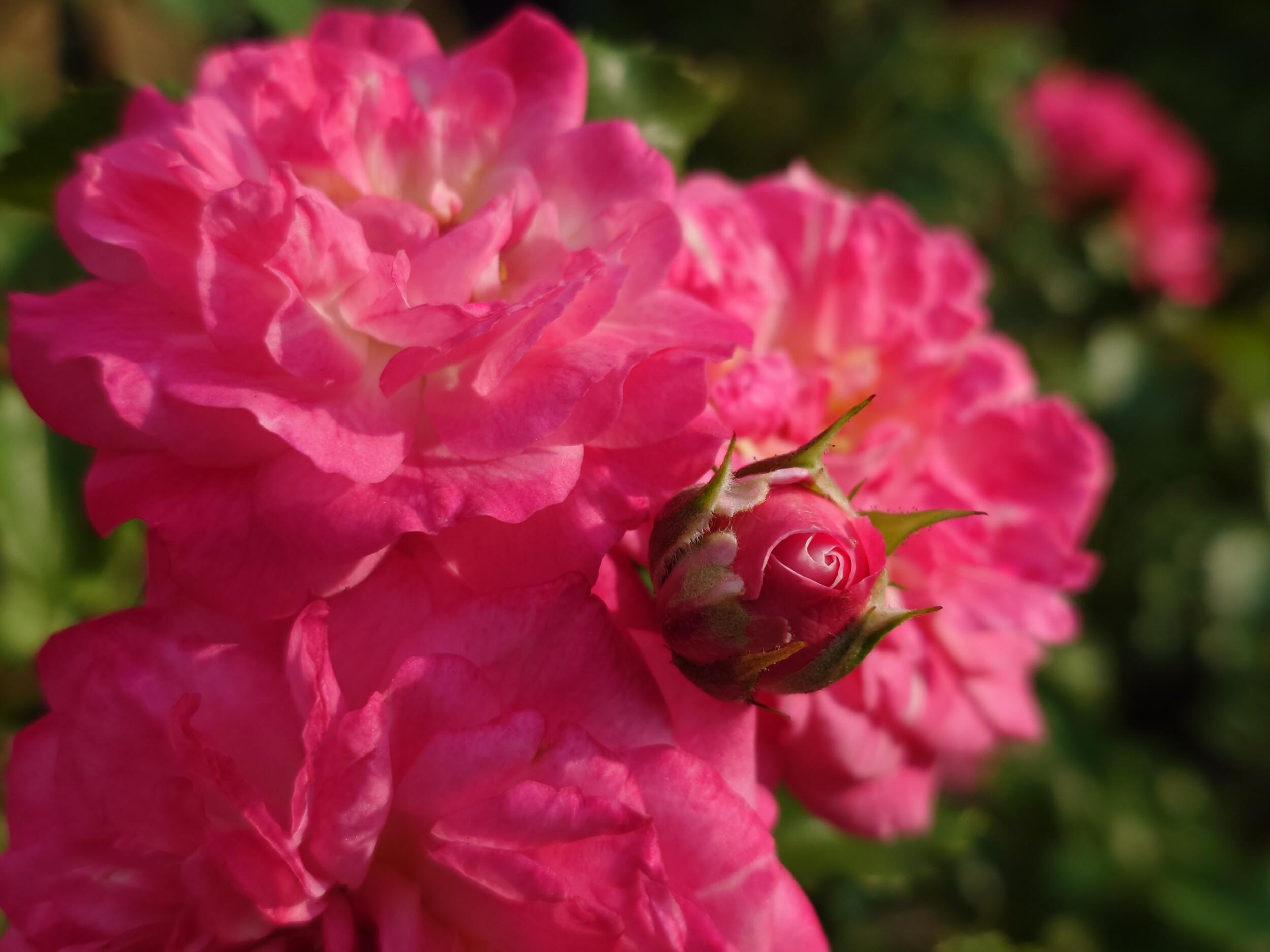 Xperia 1 VI 広角2倍 薔薇の花