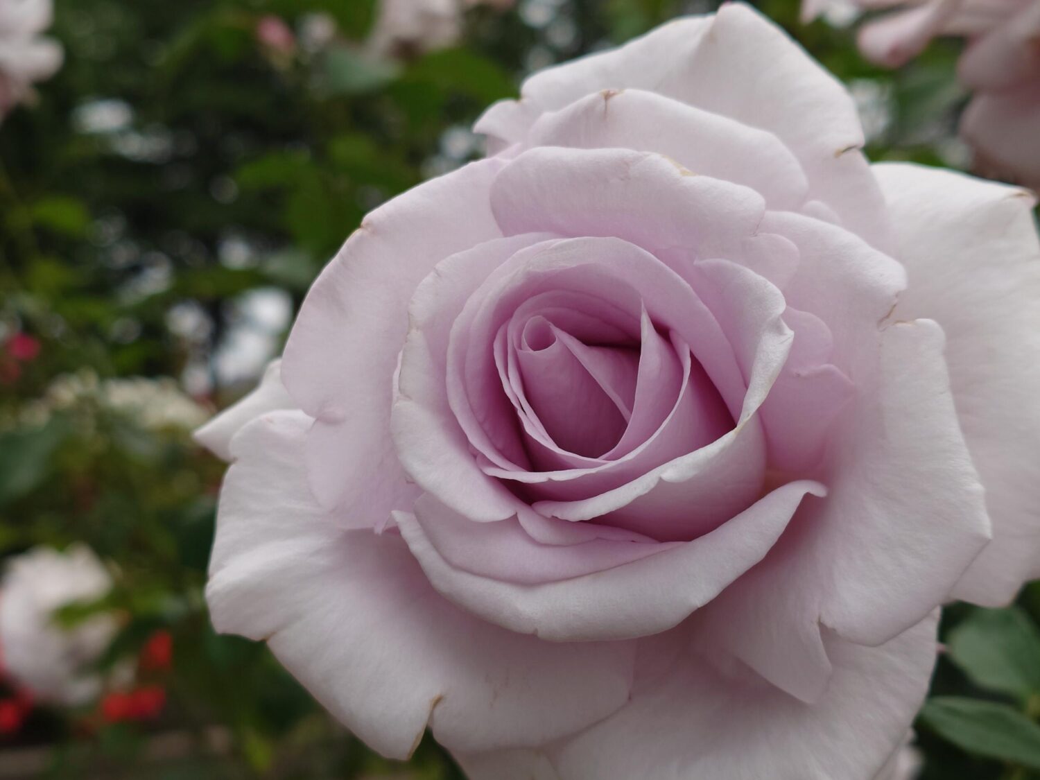 Xperia 1 VI 広角1倍 ピンクの薔薇