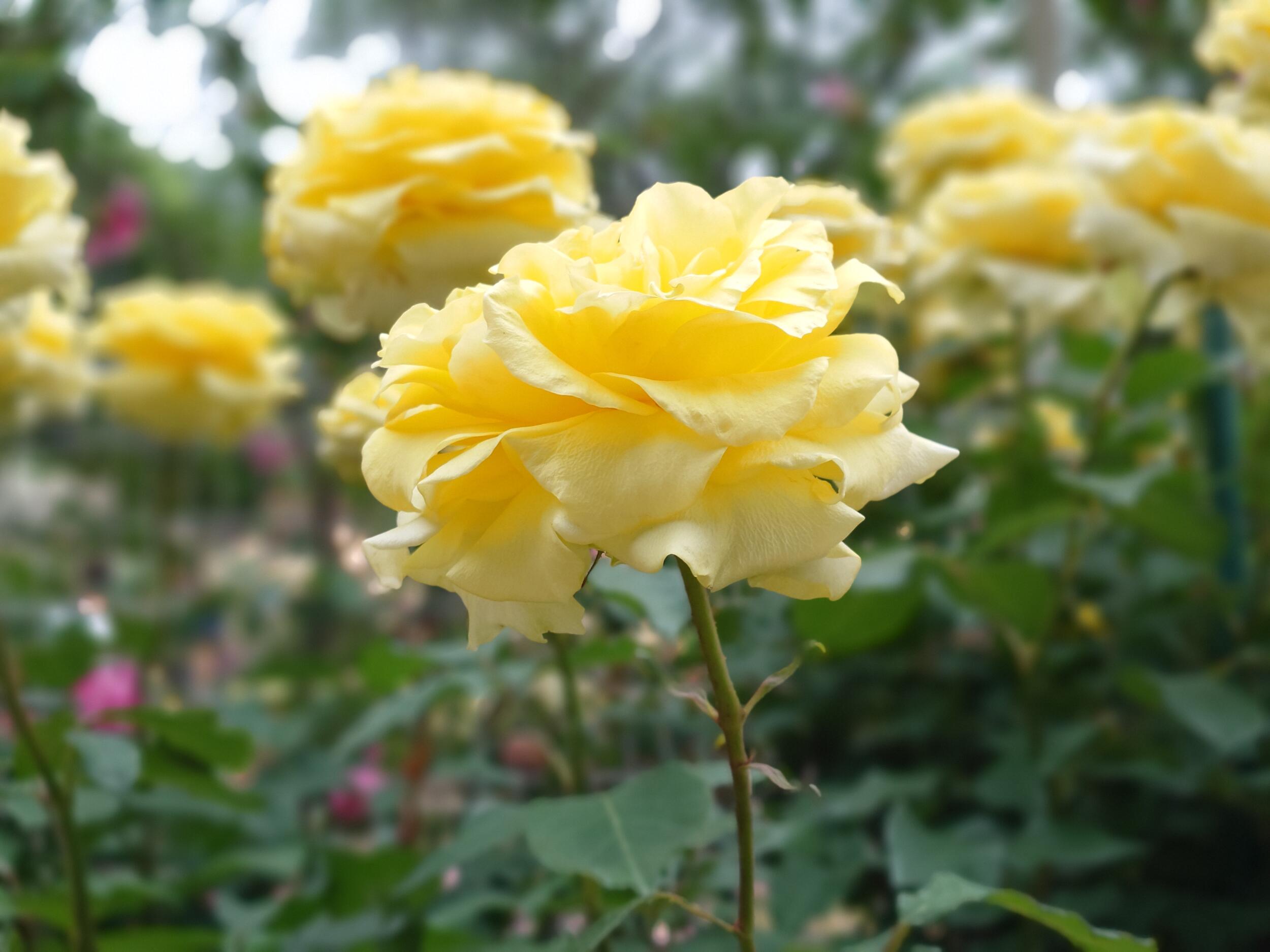 Xperia 1 VI ポートレート2倍 黄色い薔薇