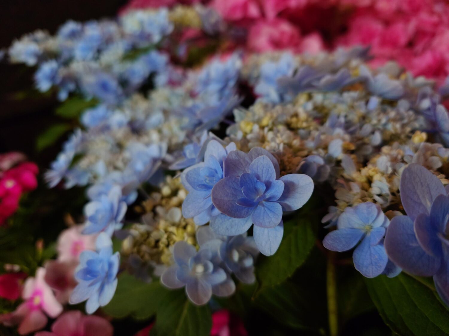 Xperia 1 VI 望遠3.5倍 深夜の紫陽花