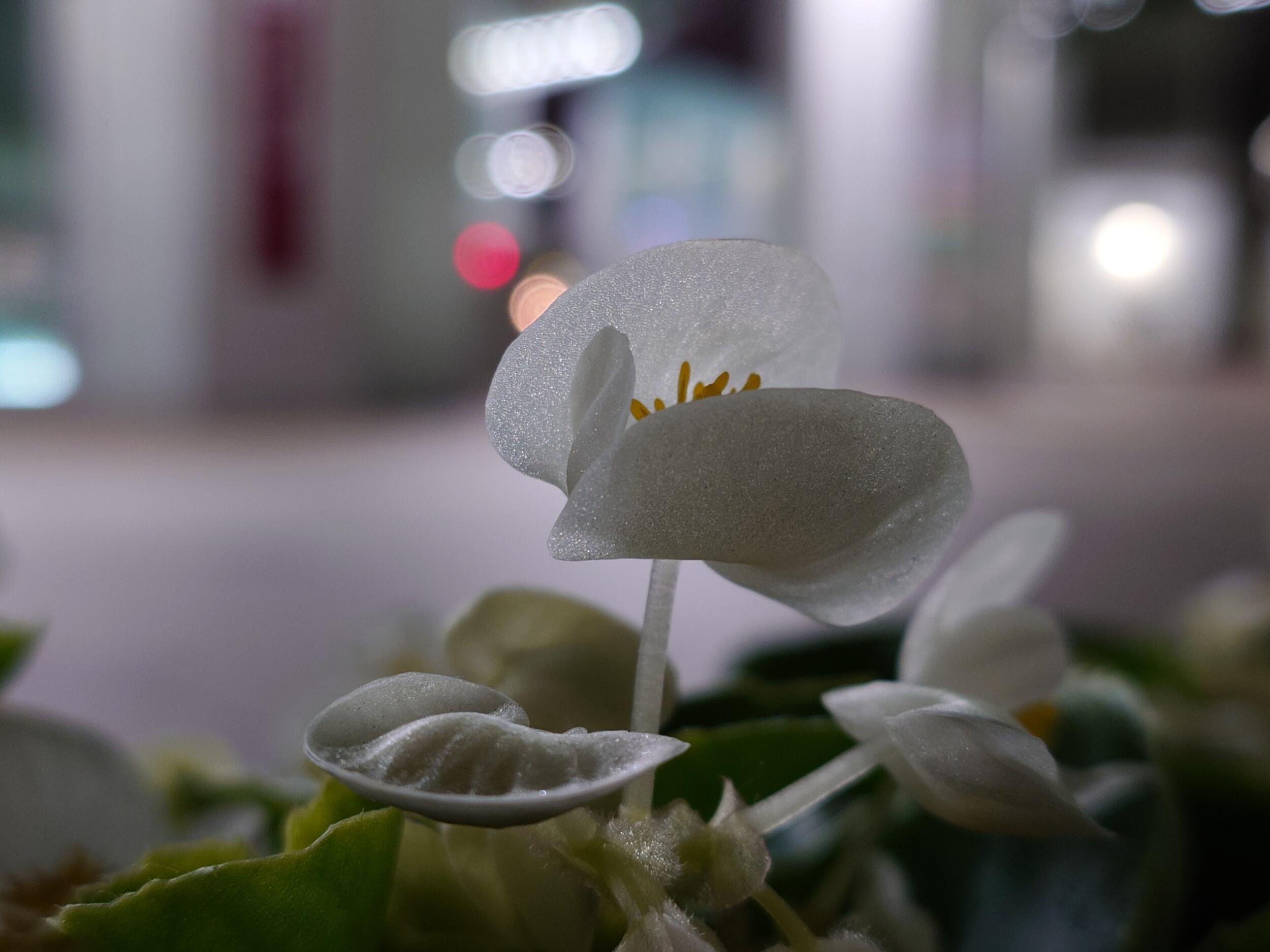 Xperia 1 VI 広角2倍 夜の花と光玉ボケ