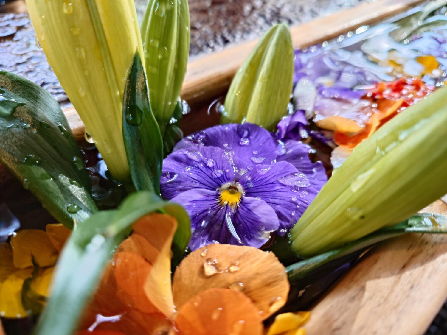 Xperia 1 VI 広角1倍 水に浮かぶ花