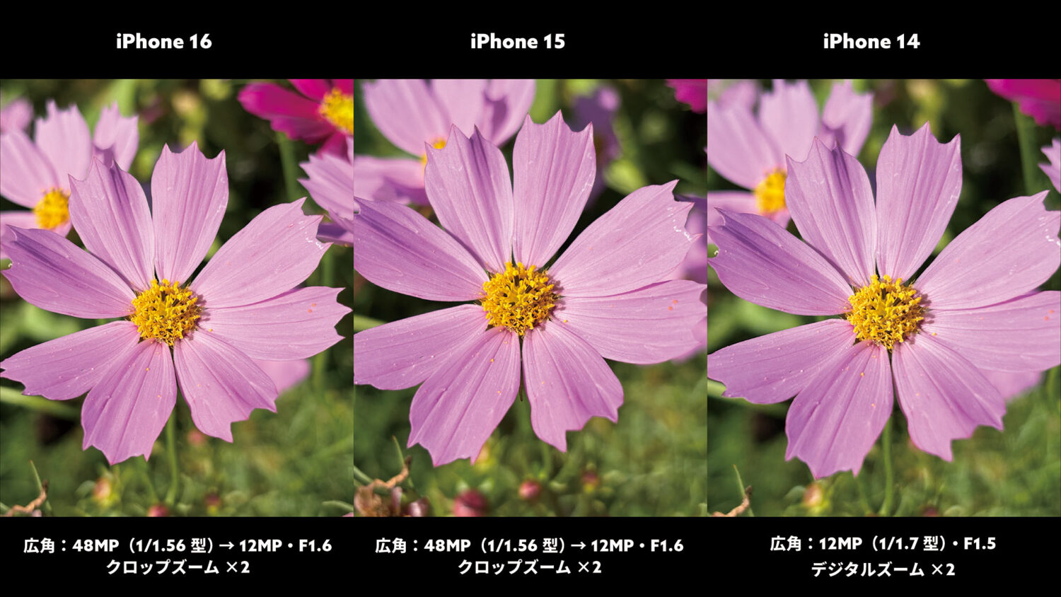 iPhone 16 / 15 / 15 広角×2(秋桜)