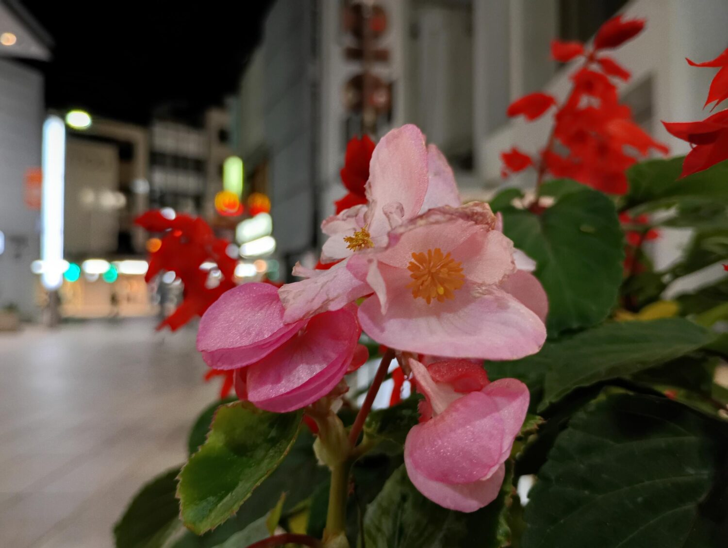 らくらくスマートフォンa(広角×1):花と光玉ボケ感