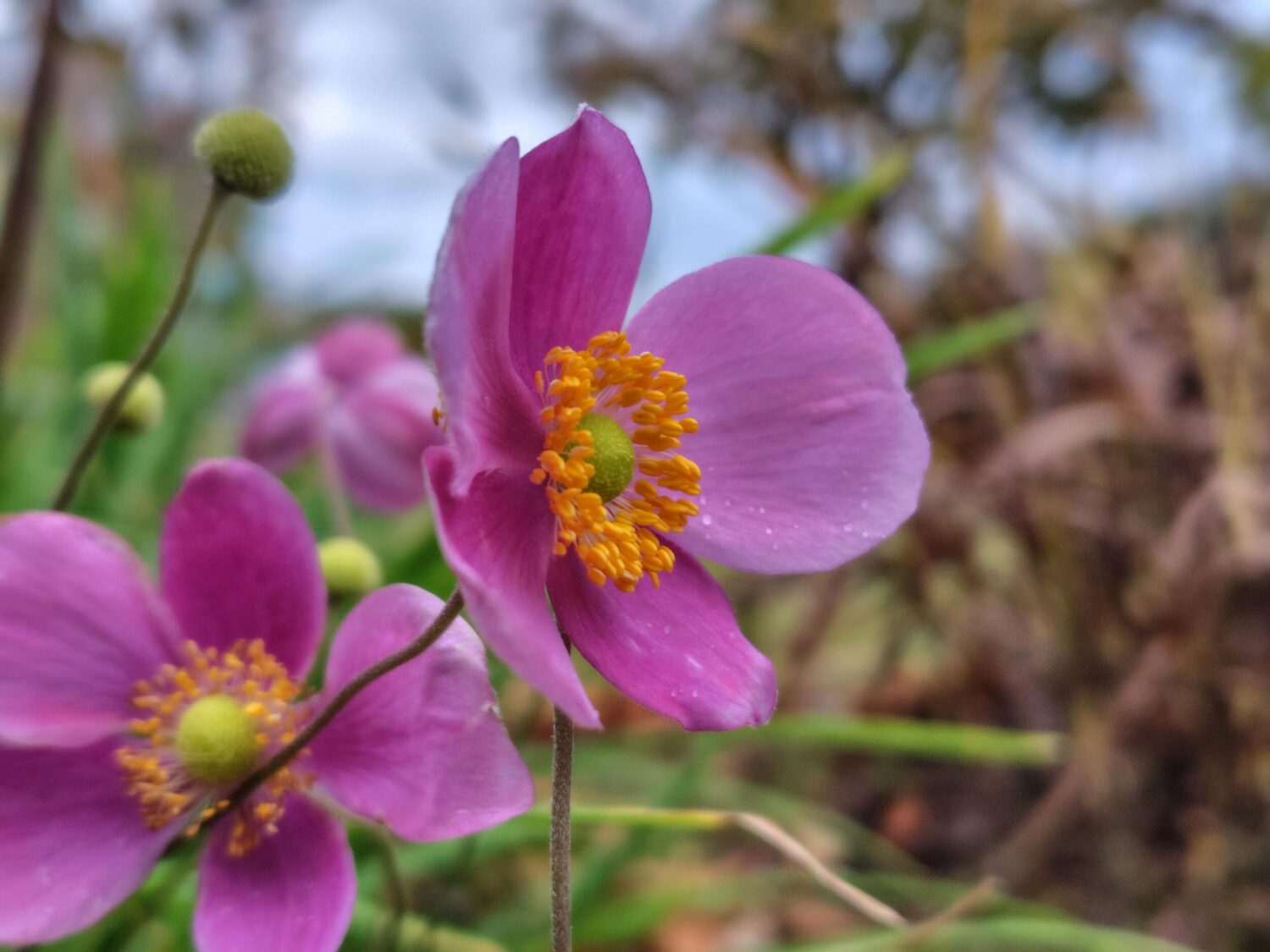 AQUOS sense9(×2)ピンクの花