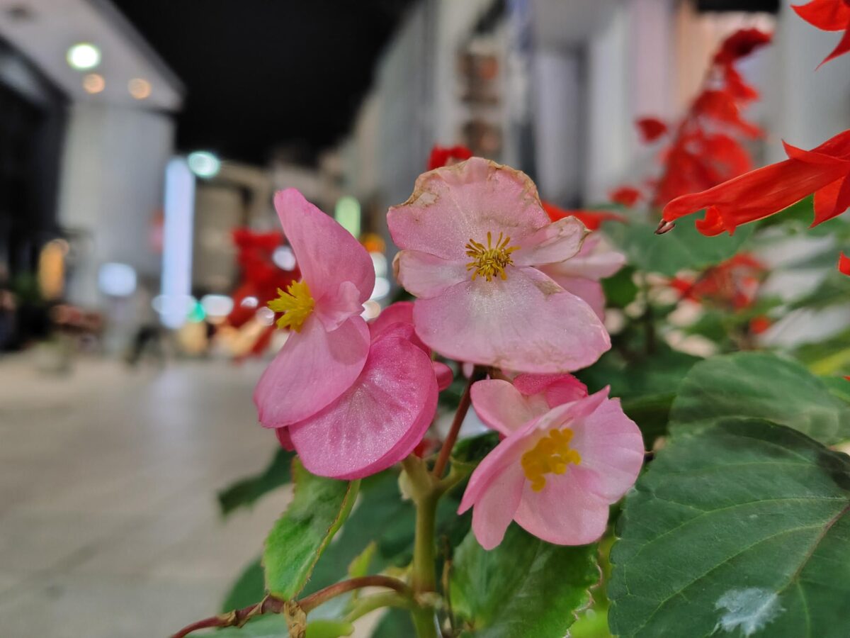 AQUOS sense9(広角1倍):夜の花