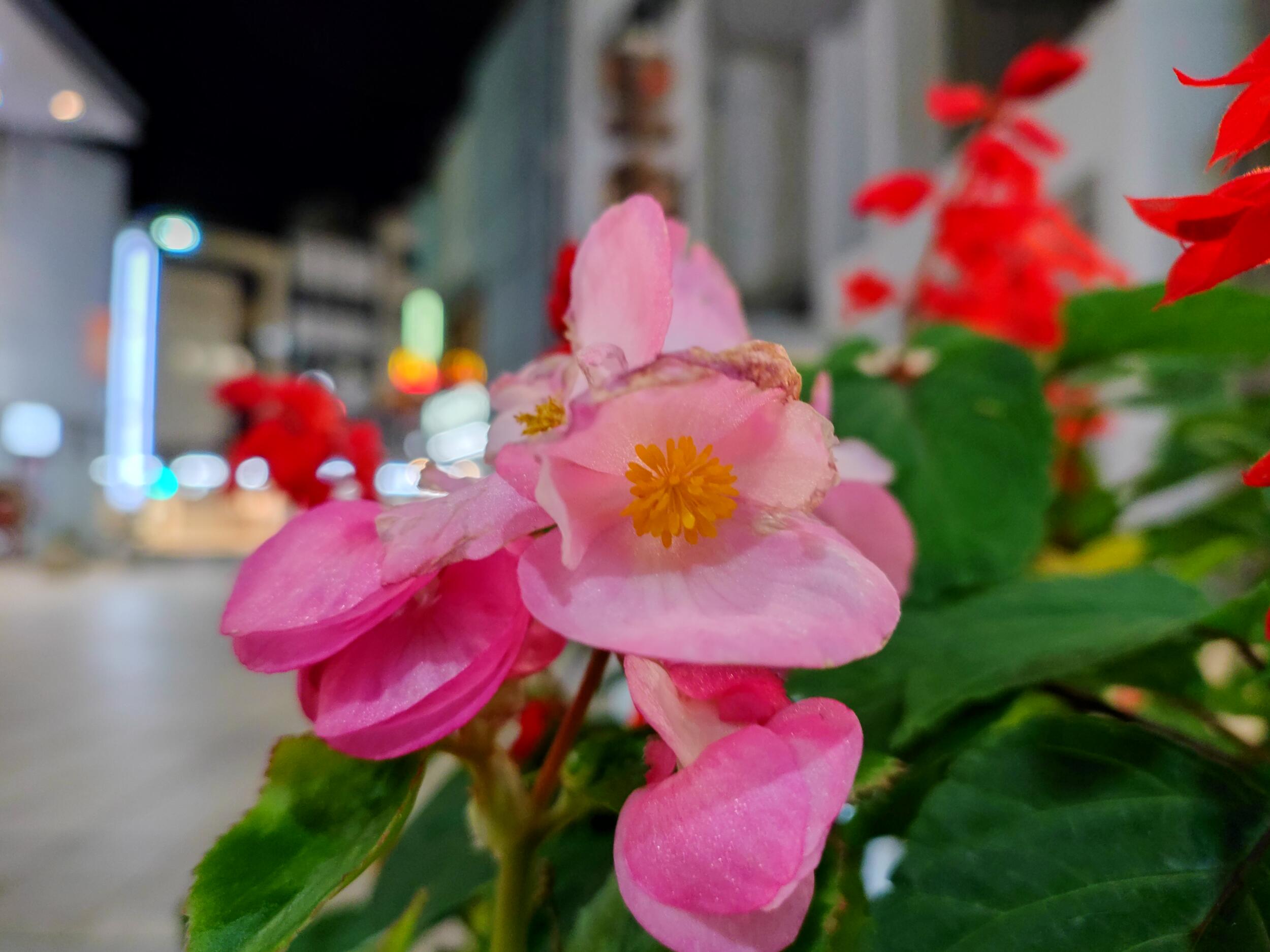F-53E 広角×1:夜の花