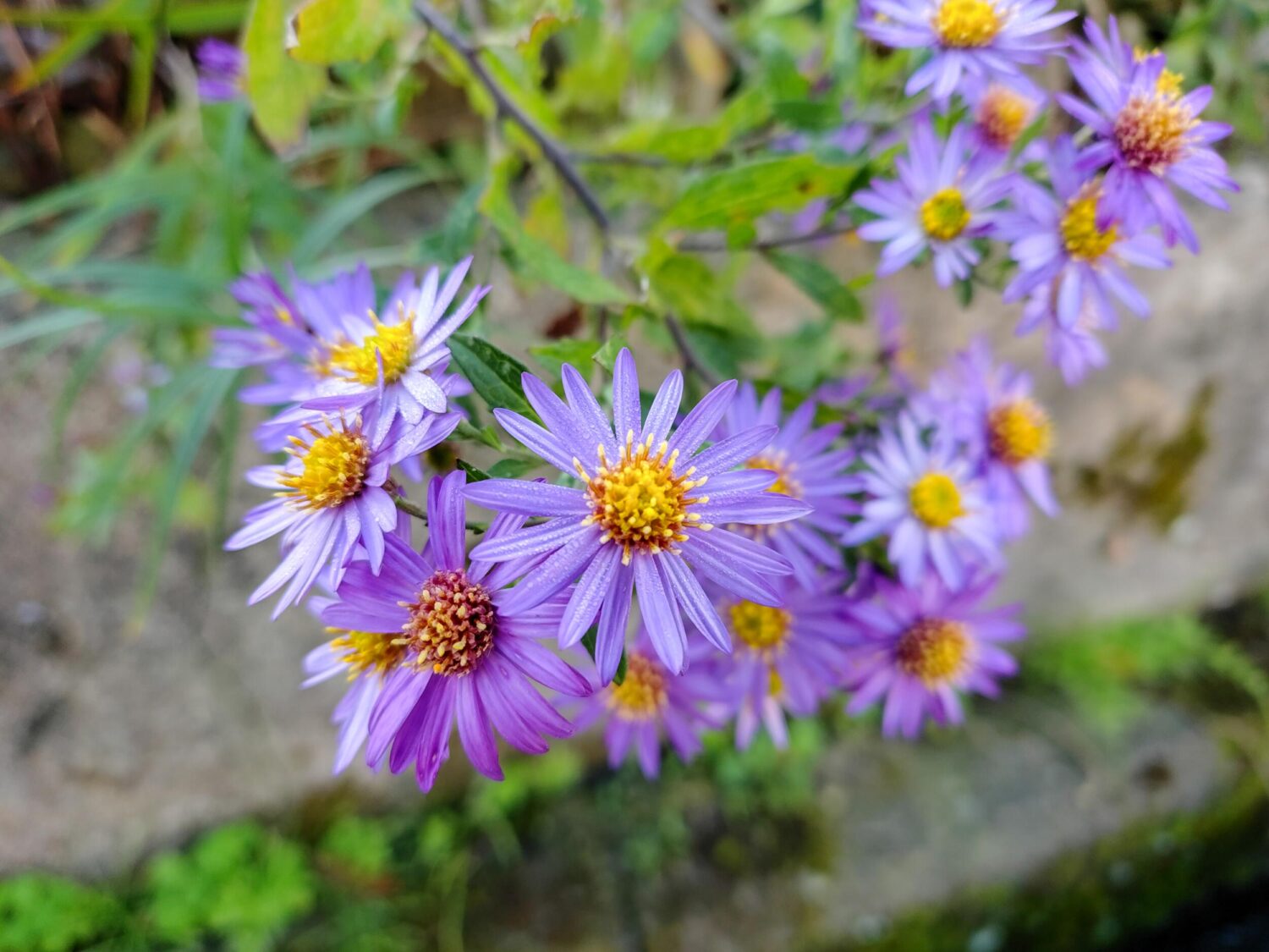 F-53E 広角×1:紫の花
