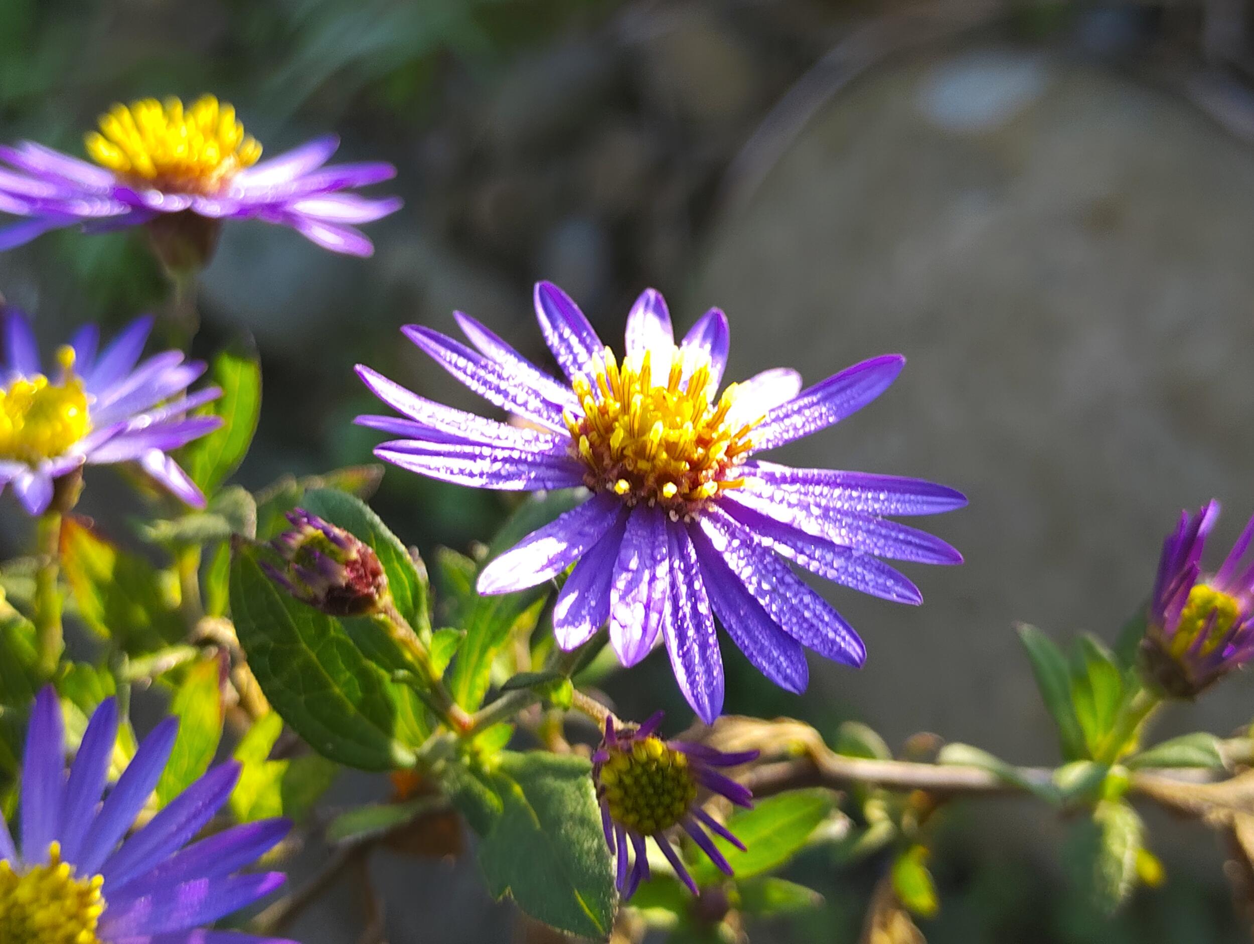 A401FC 広角×2:紫の花