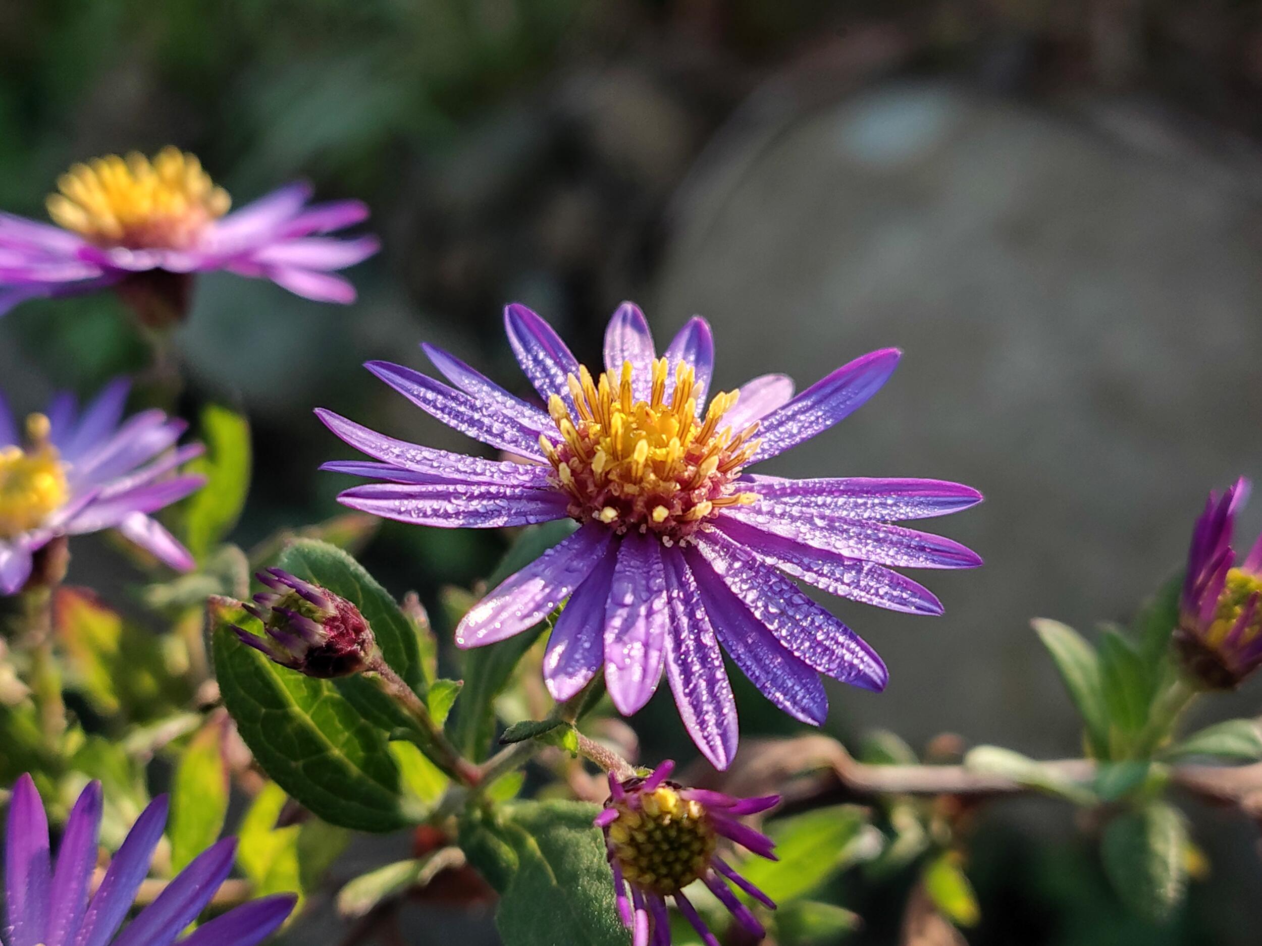 F-53E 広角×2:紫の花