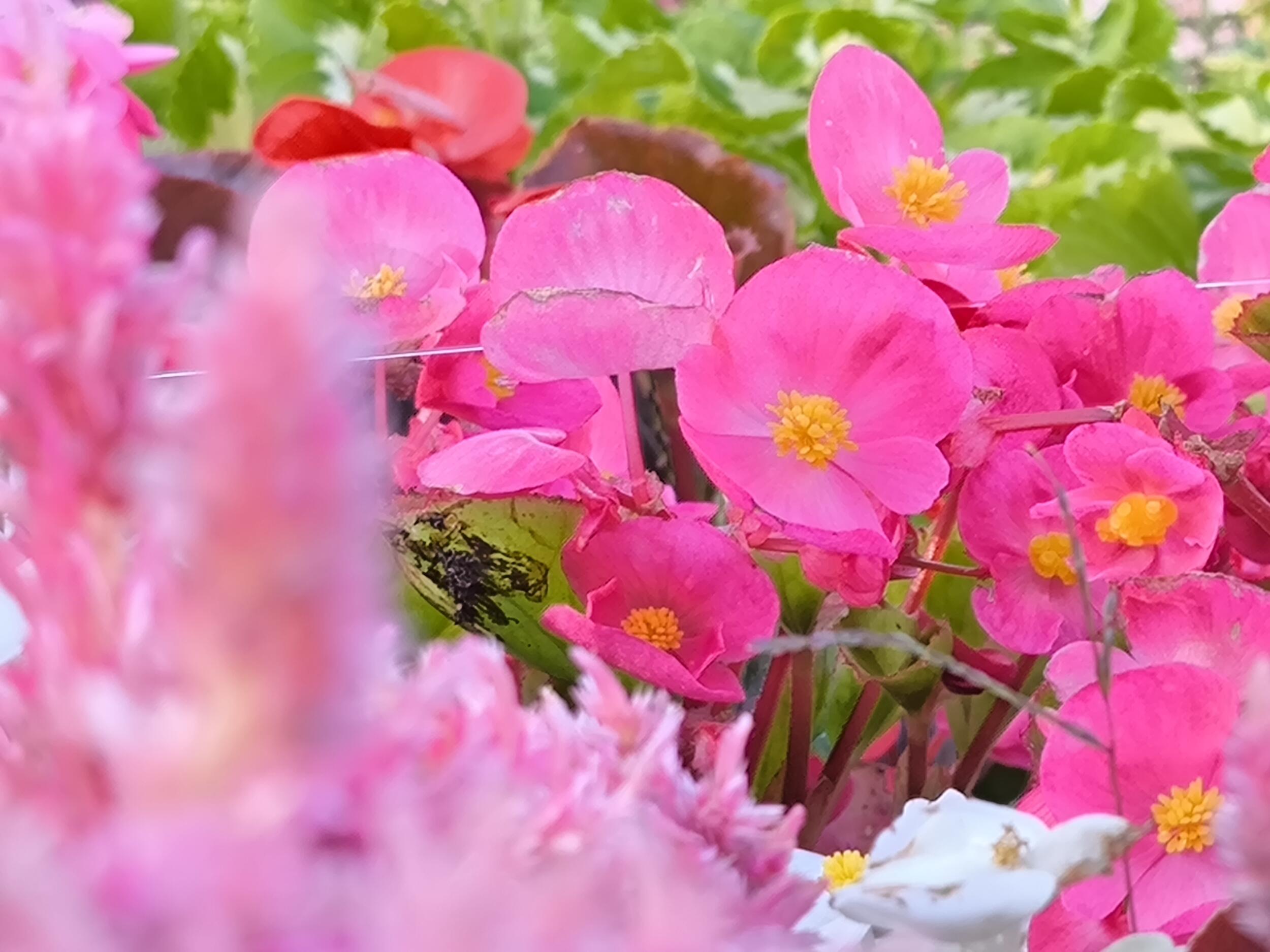 Xiaomi 13T Pro 望遠 × 5:ピンクの花